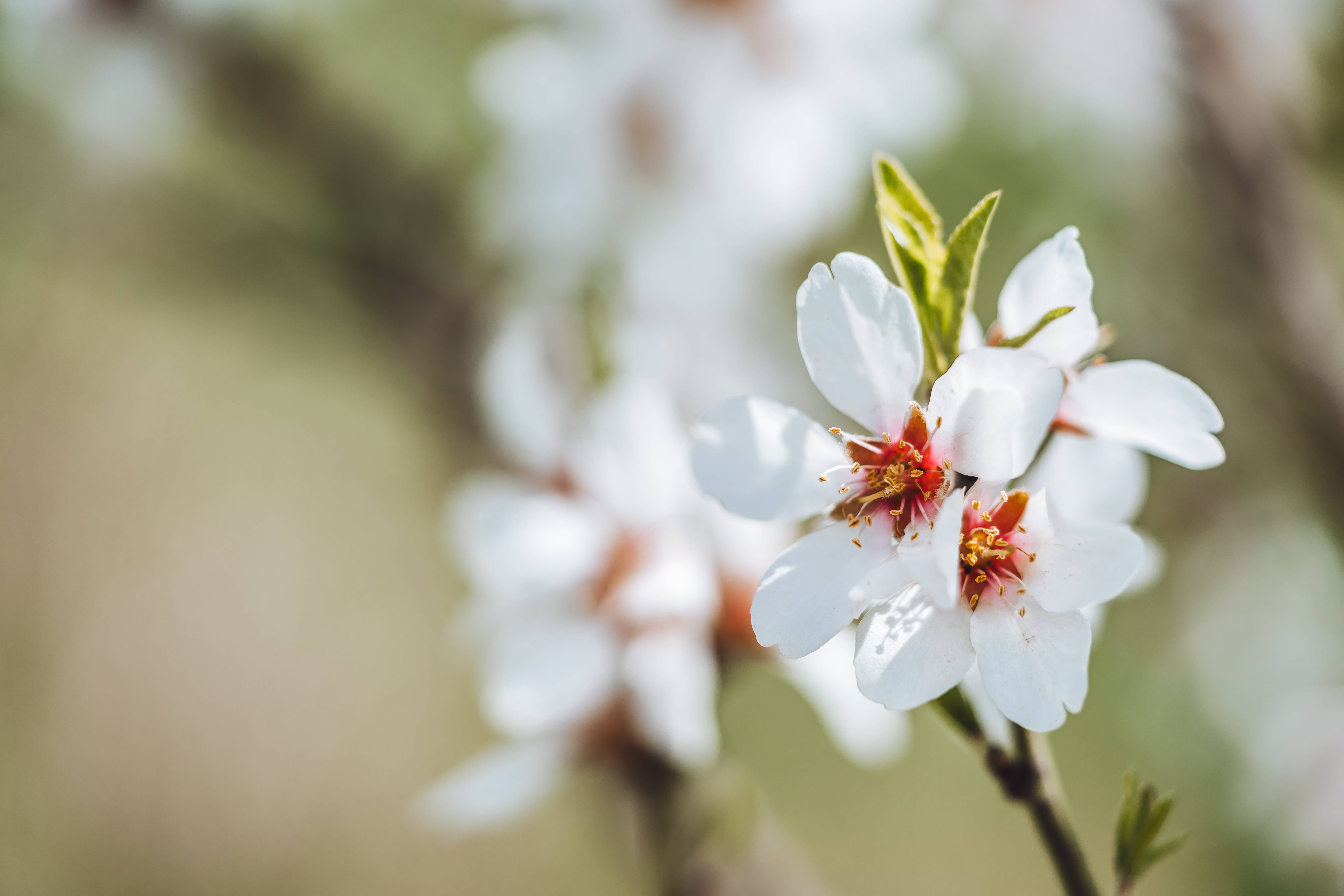 Estetiske mandelblomster Bakgrunner