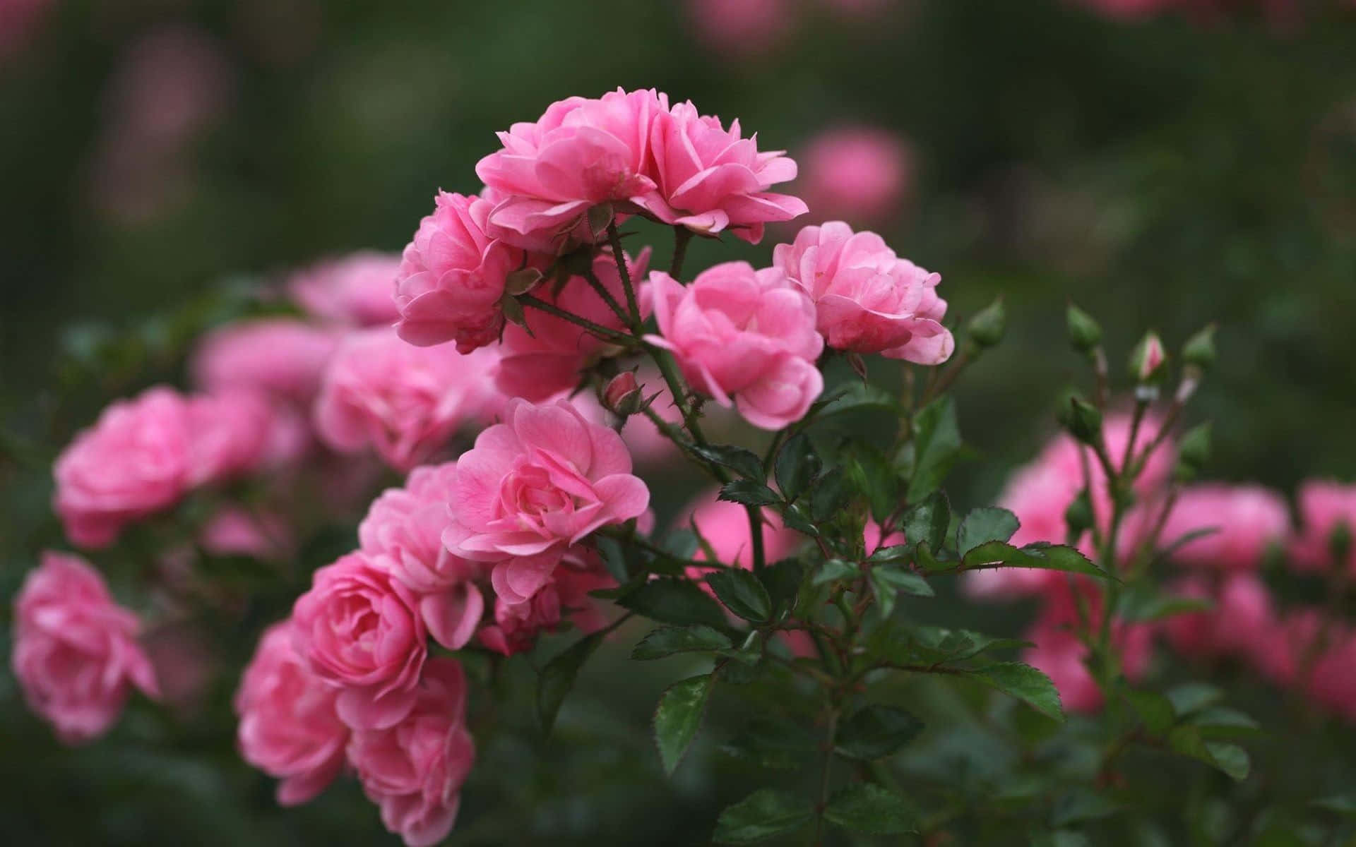 Estetiske og vakre blomster i naturen Bakgrunner