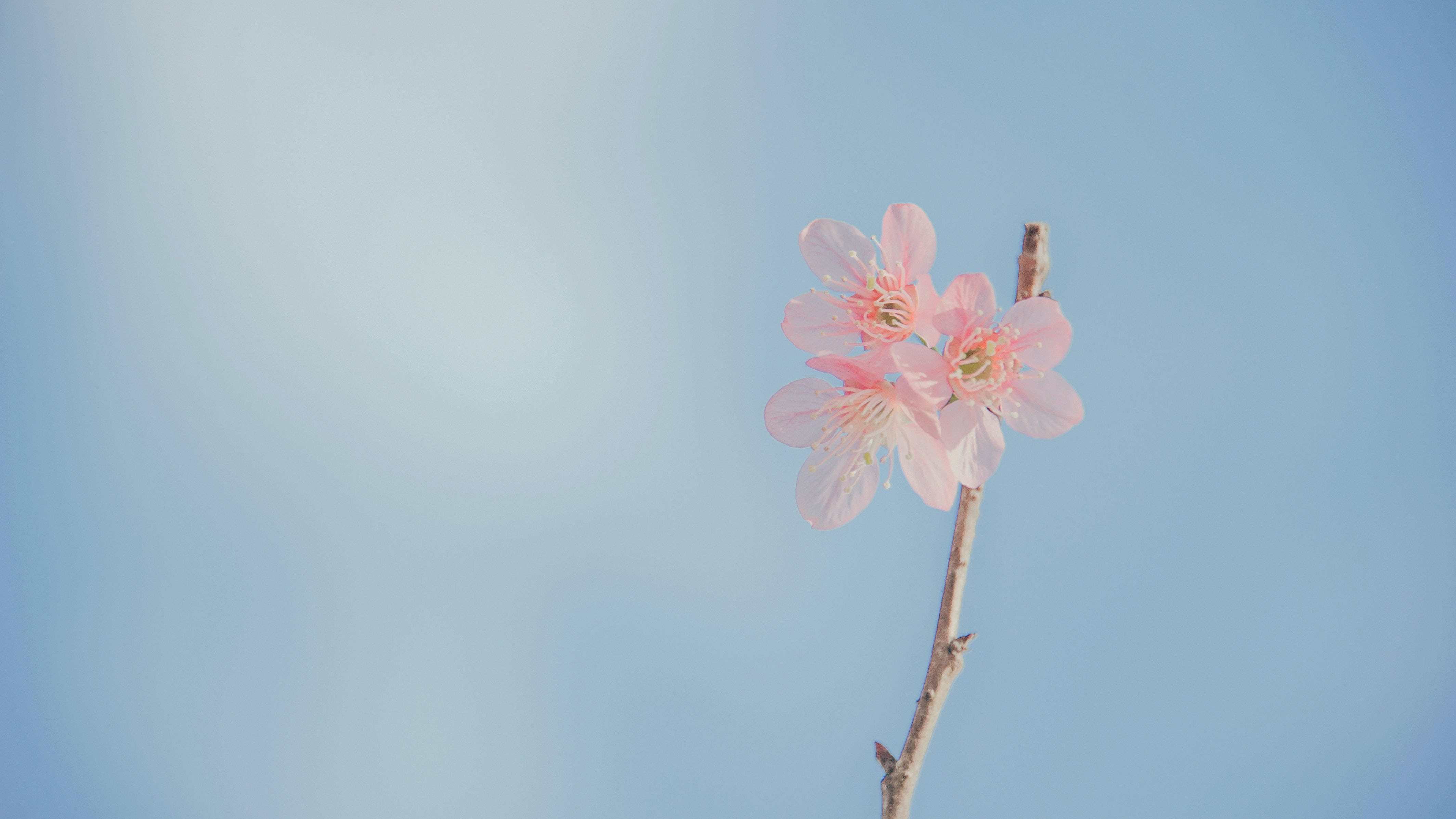 Estetiske pastellblomster til skrivebordet Bakgrunner