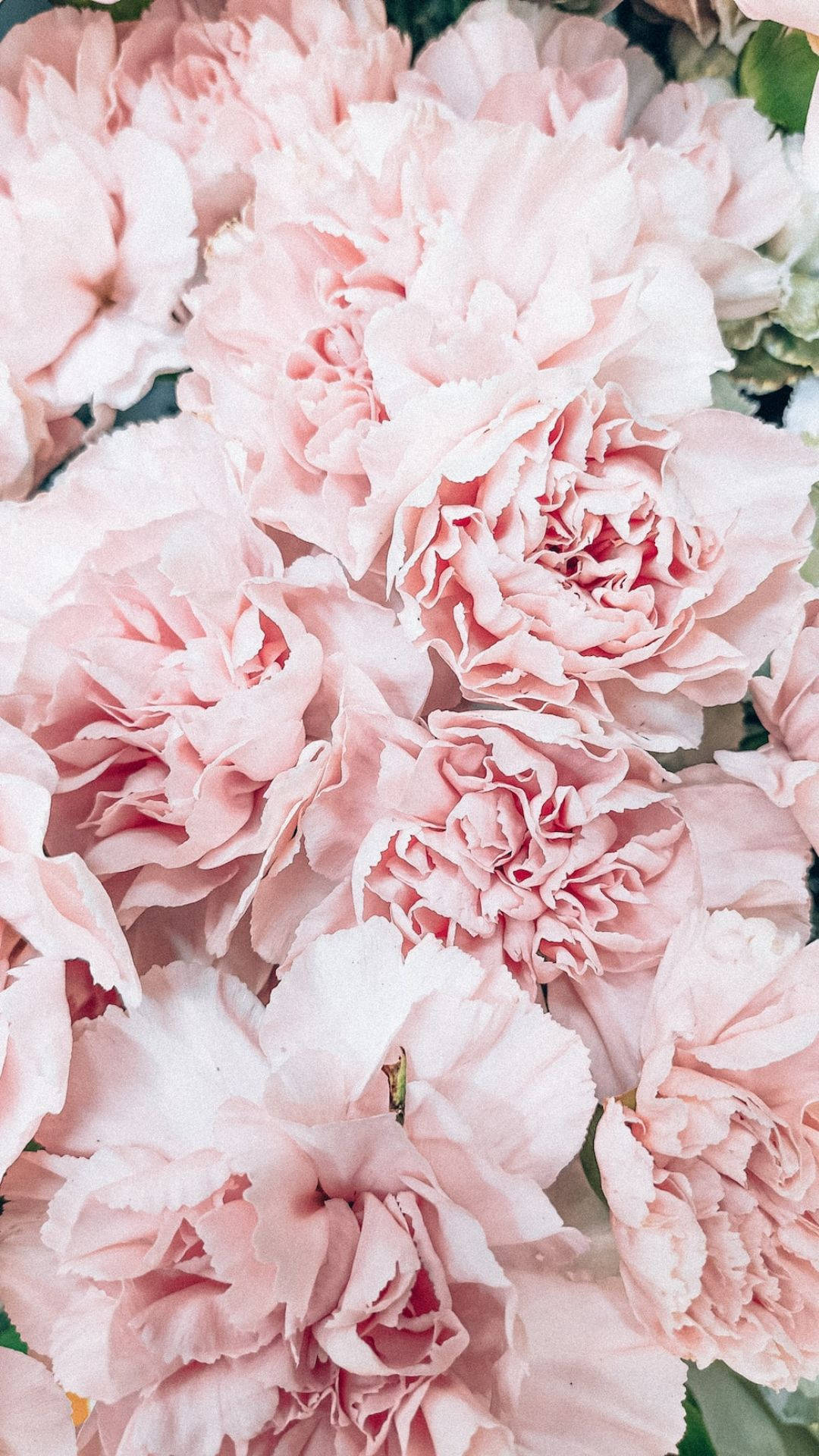 Estetiske rosa blomster Bakgrunner