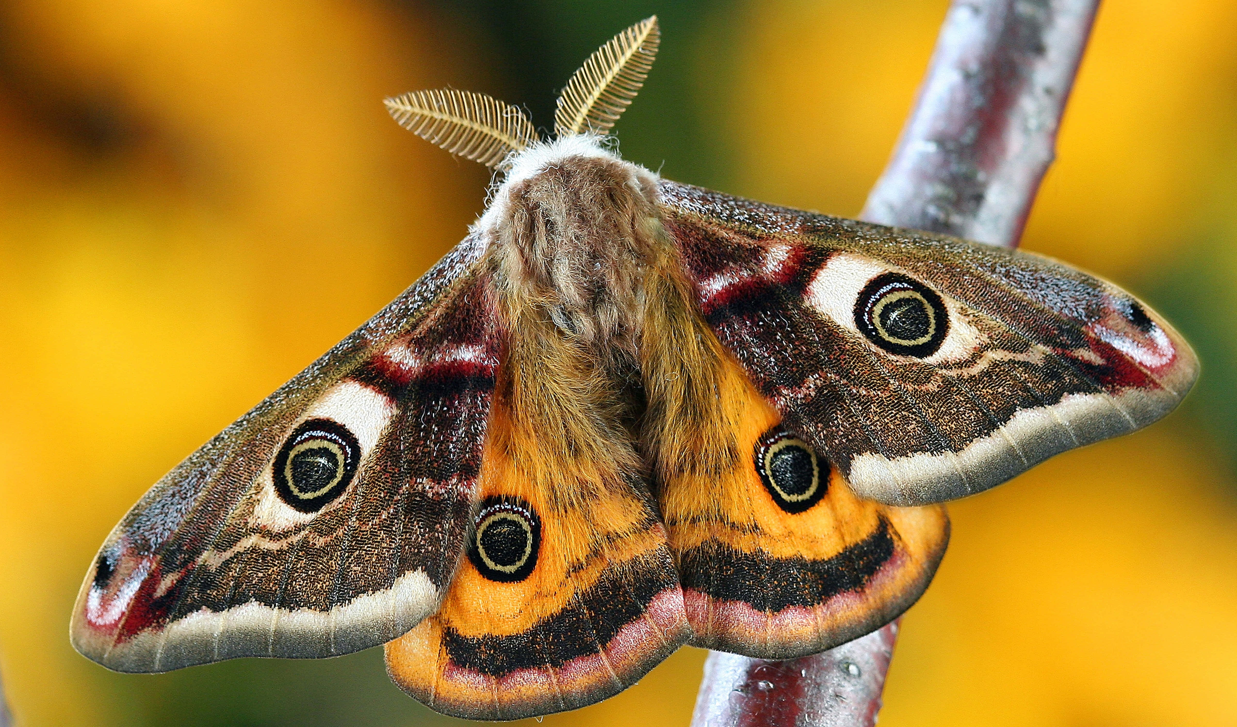 Estetiske sommerfuglbilder Bakgrunner