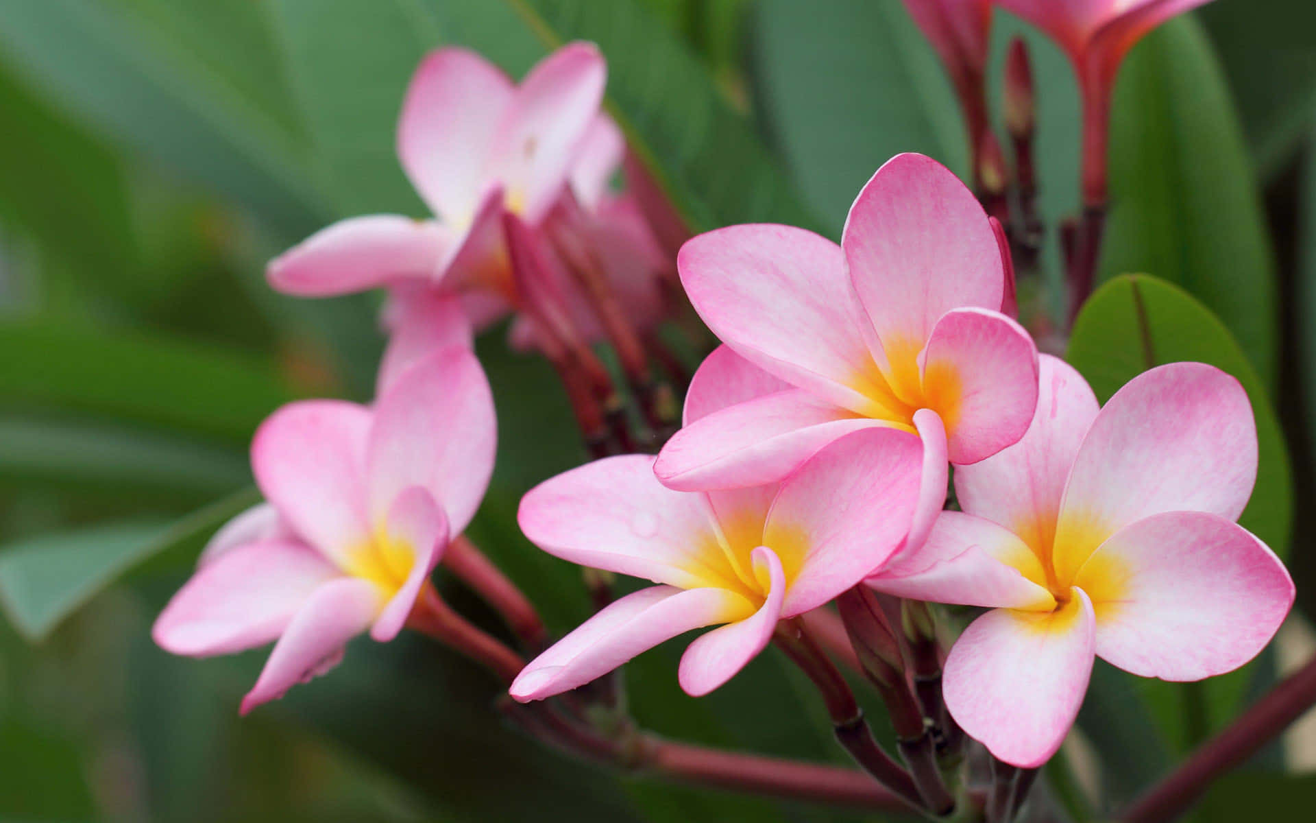 Et fantastisk syn - en vakker blomst i full blomst Bakgrunner