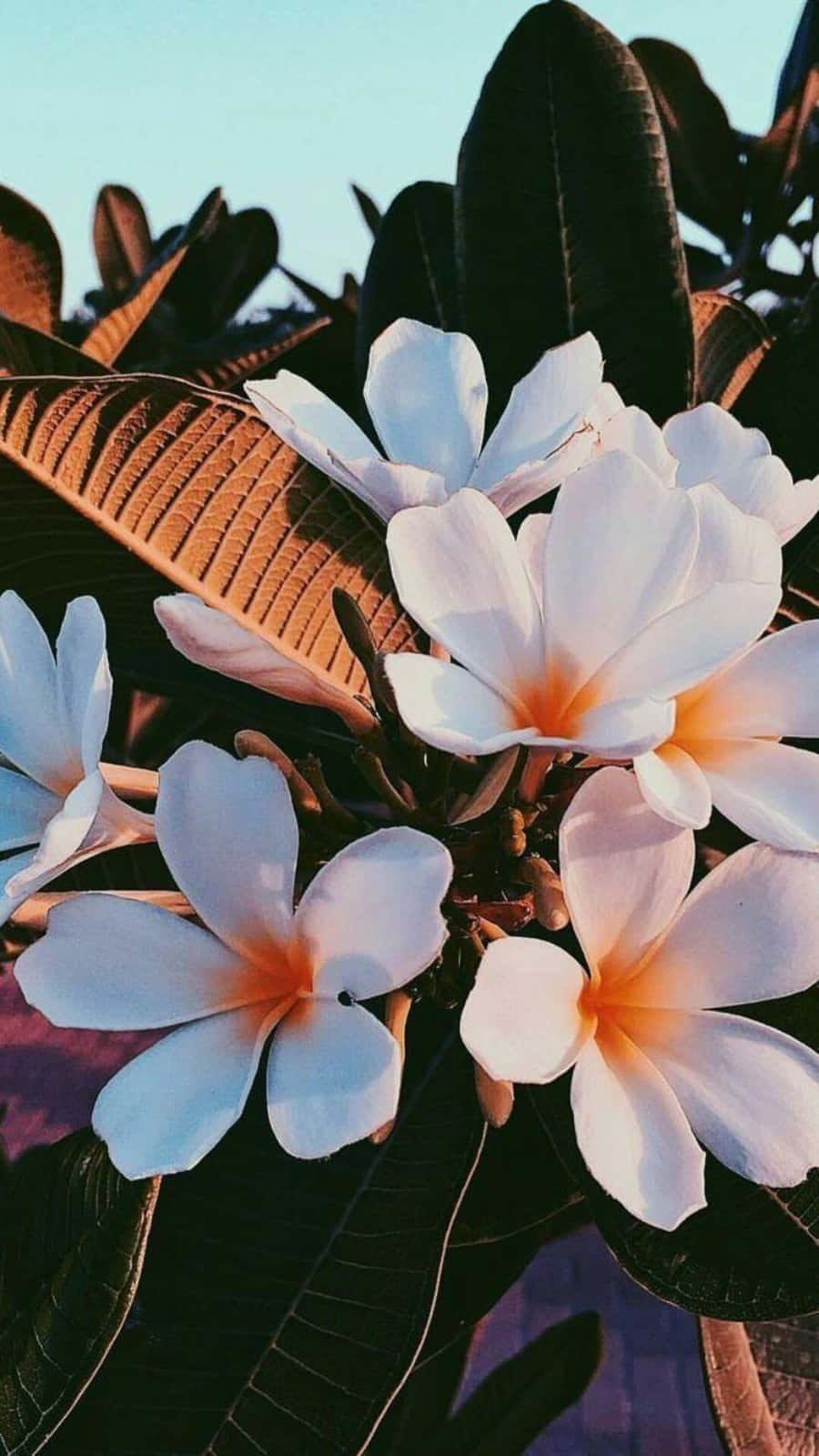 Et fargerikt og levende estetisk blomsterfelt, perfekt for enhver spesiell anledning. Bakgrunner