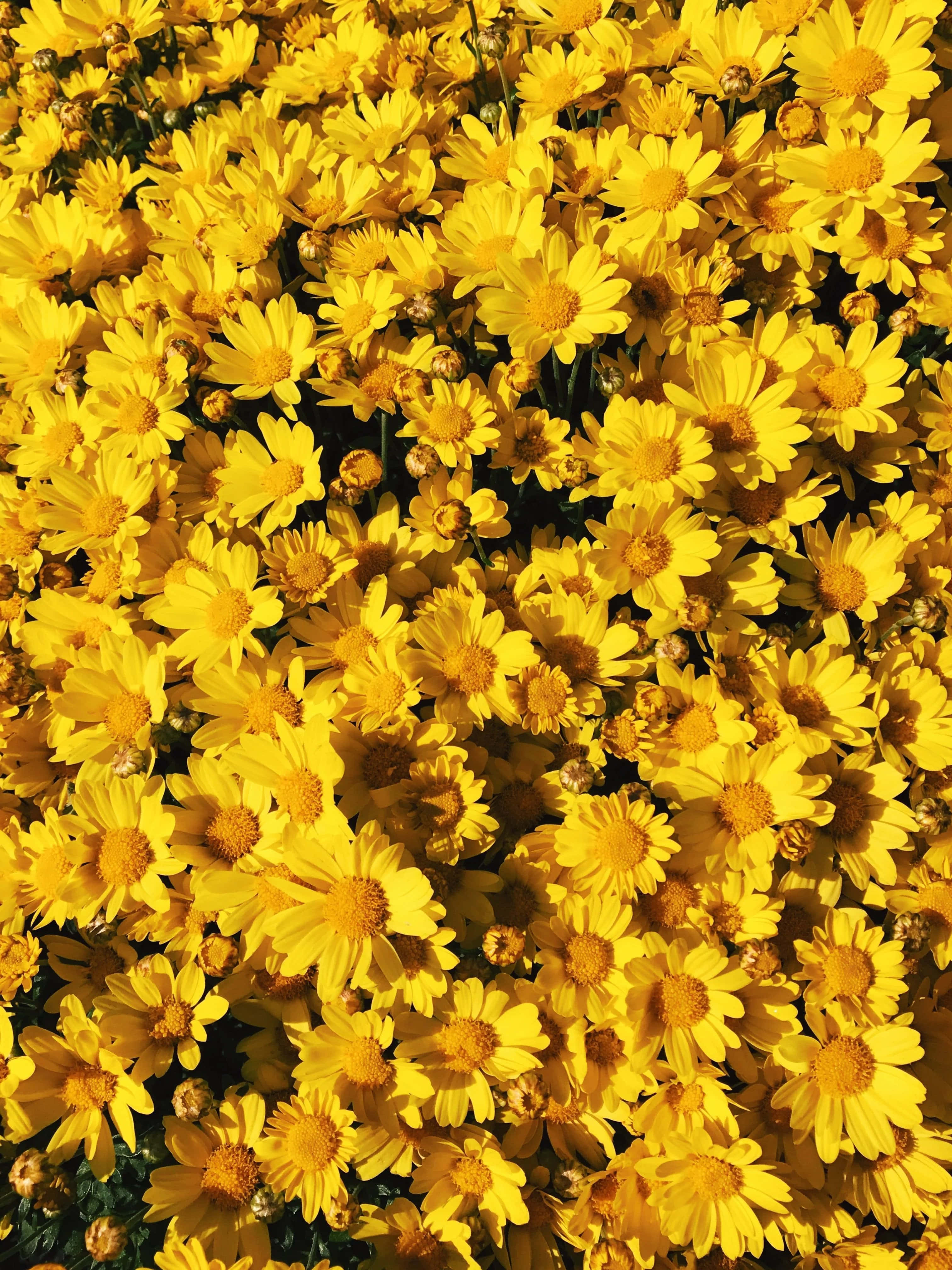 Et felt med livlige gule og hvite estetiske blomster. Bakgrunner