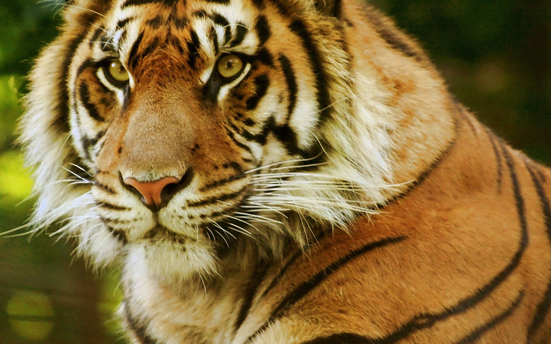 Nærbilde av voldsom tiger med rovdyrøyne bakgrunnsbilde