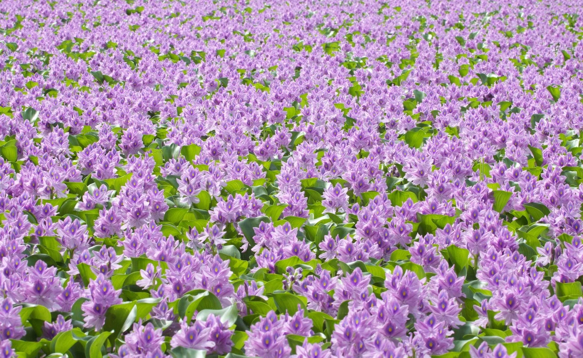 Fullt av lilla blomster med grønne blader i lyst vær-tapet.