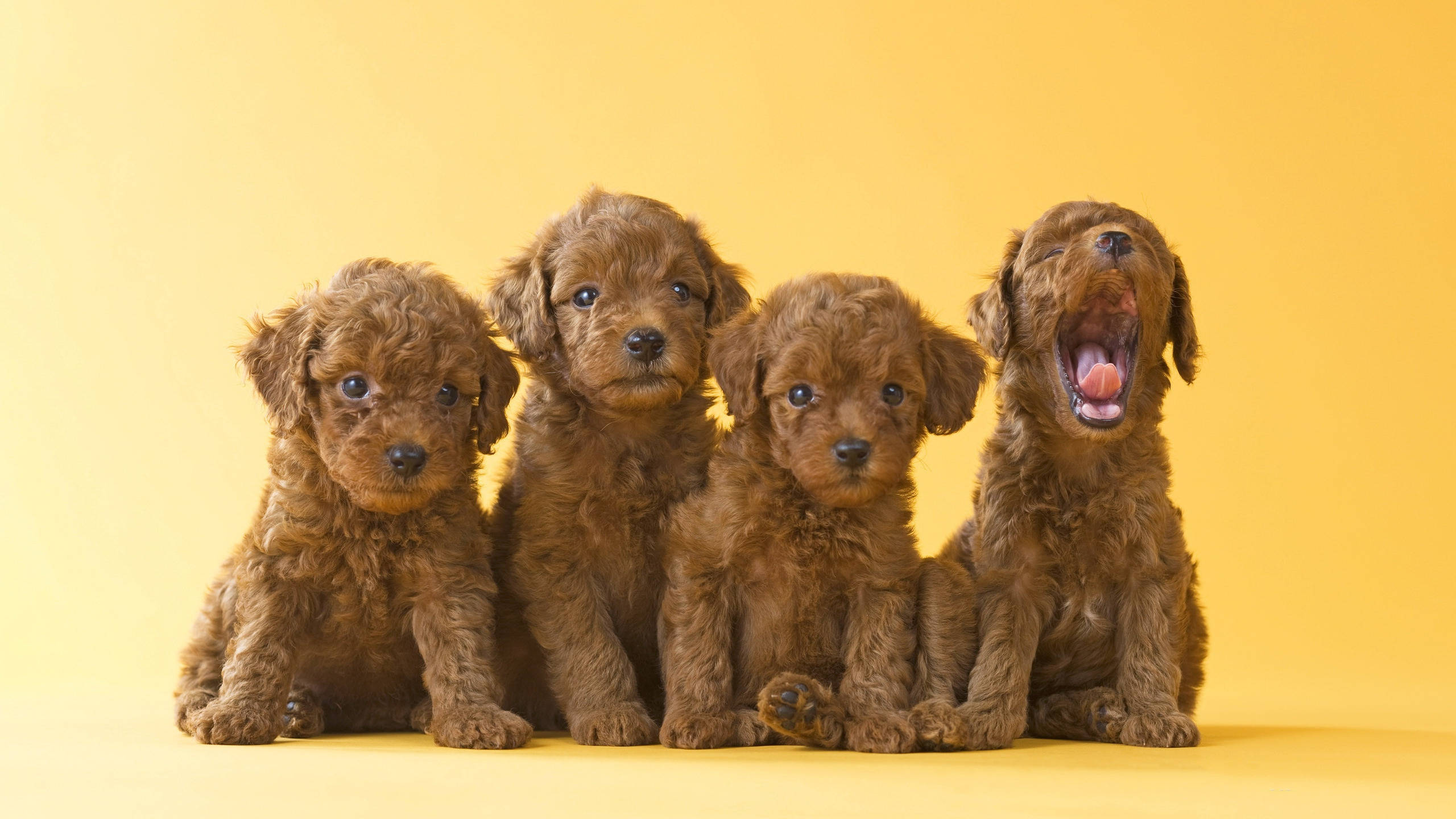 Et kull med bedårende brune toy poodle-valper Bakgrunner
