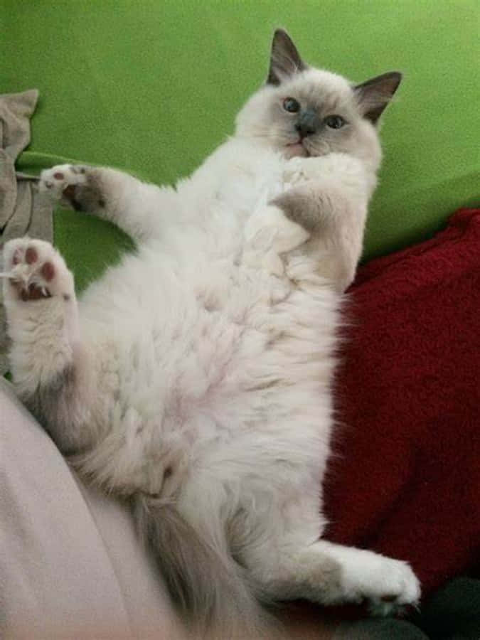 Et Lunefullt Kattemoment - Søt og Morsom Katt Bakgrunner