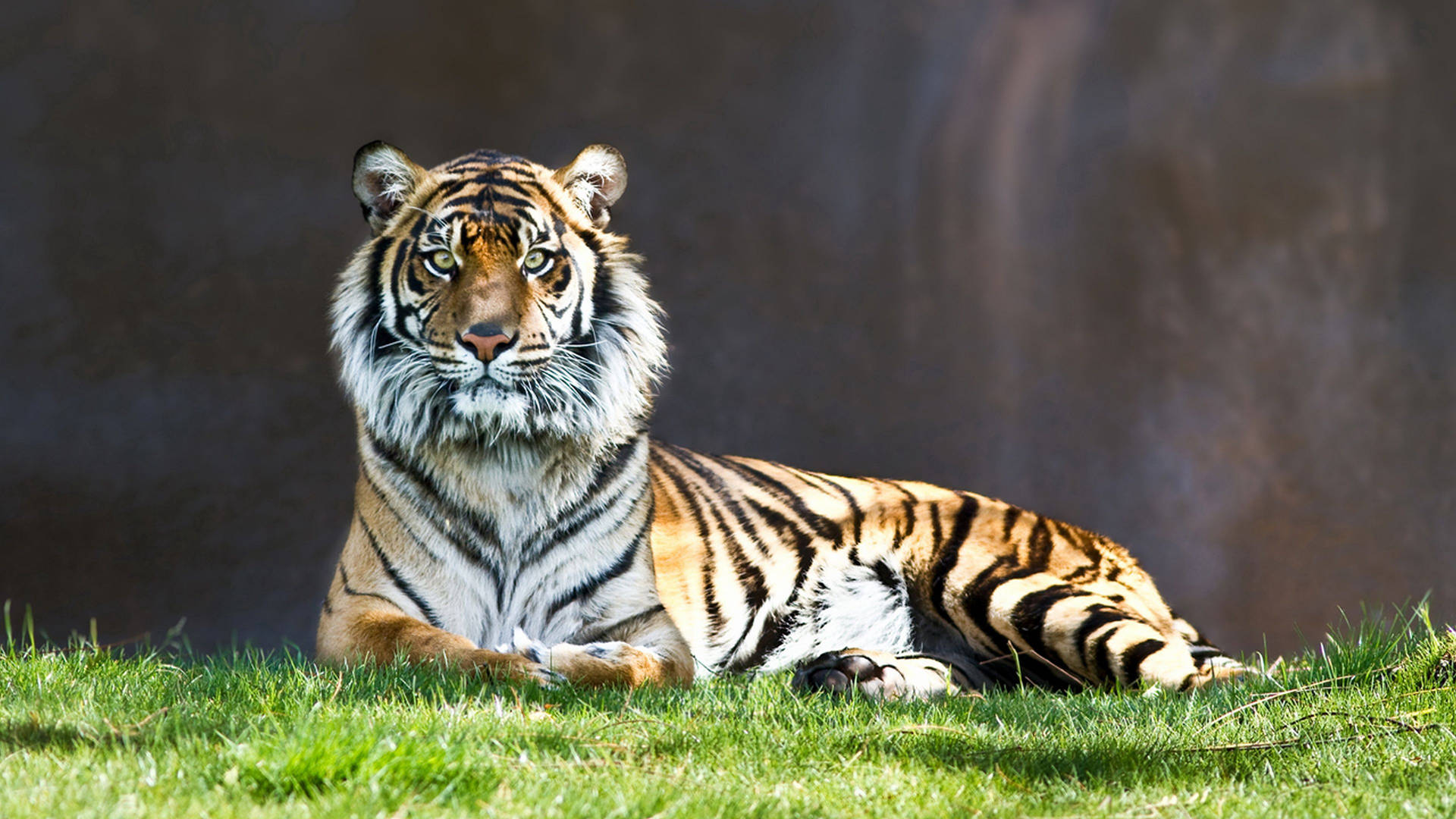 Våkent tigersittende på grønt gress bakgrunnsbilde