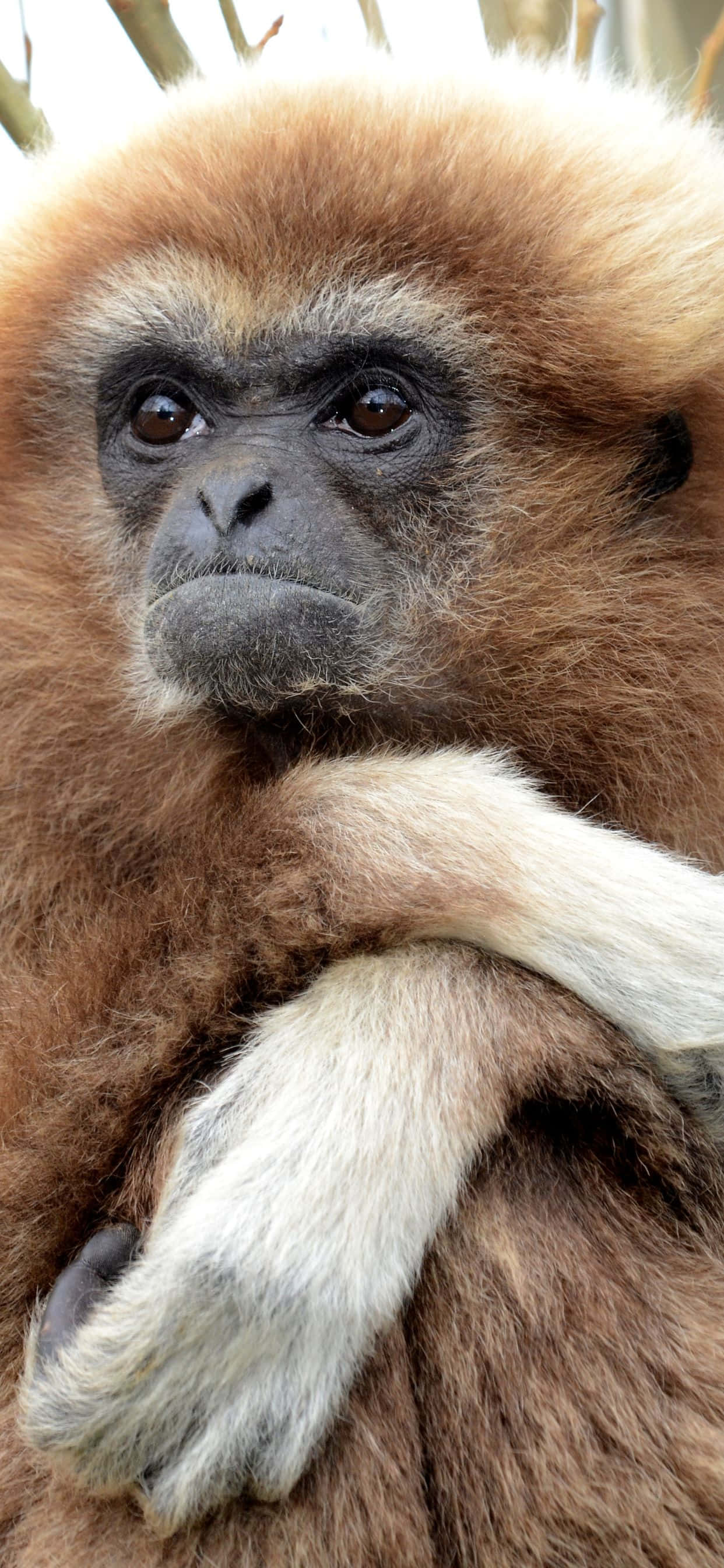 Et nærbilde av den fantastiske iPhone XS Max Gibbon Bakgrunner