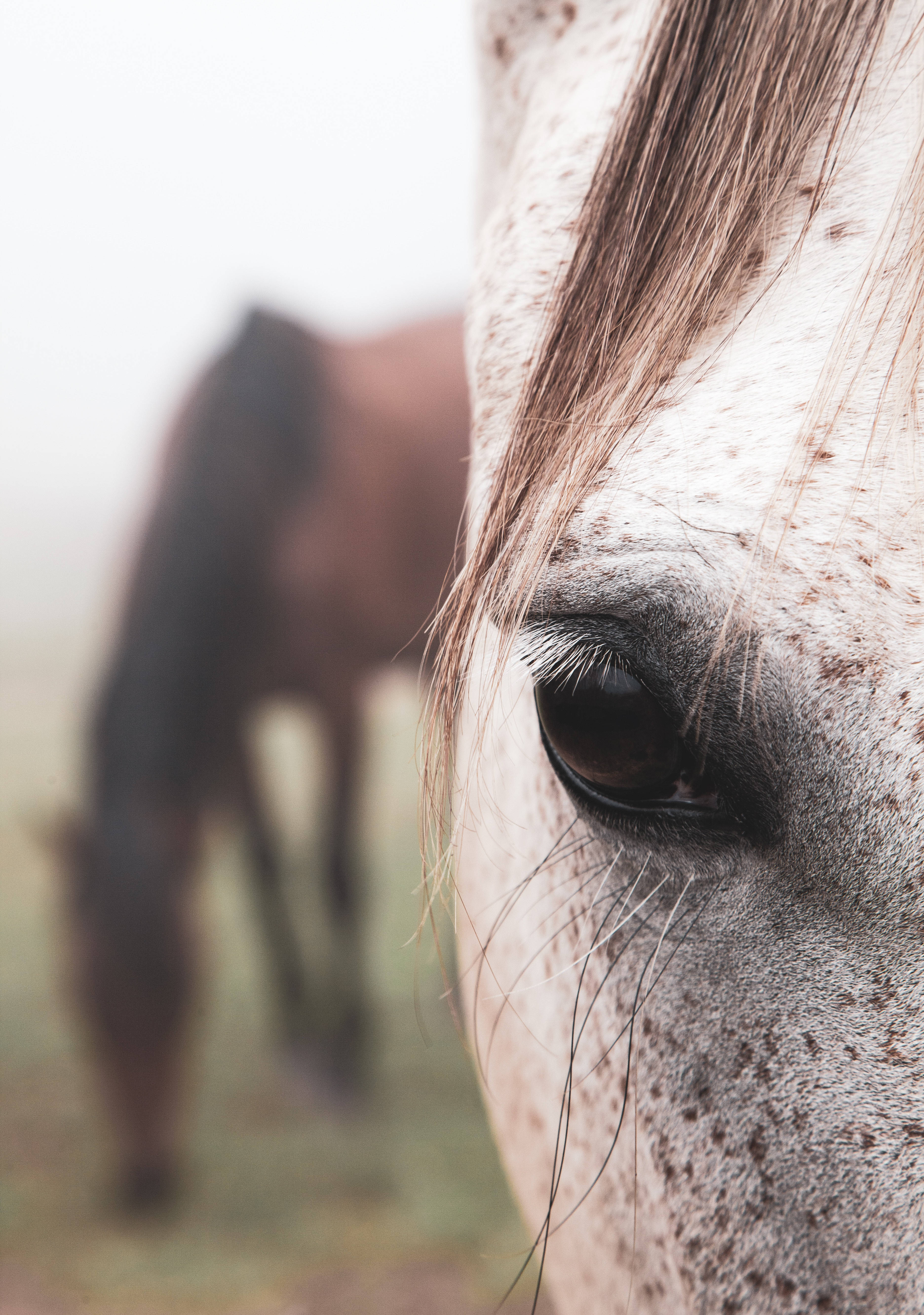 Et nærbilde av det intense, brune øyet til en Appaloosa-hest Bakgrunner