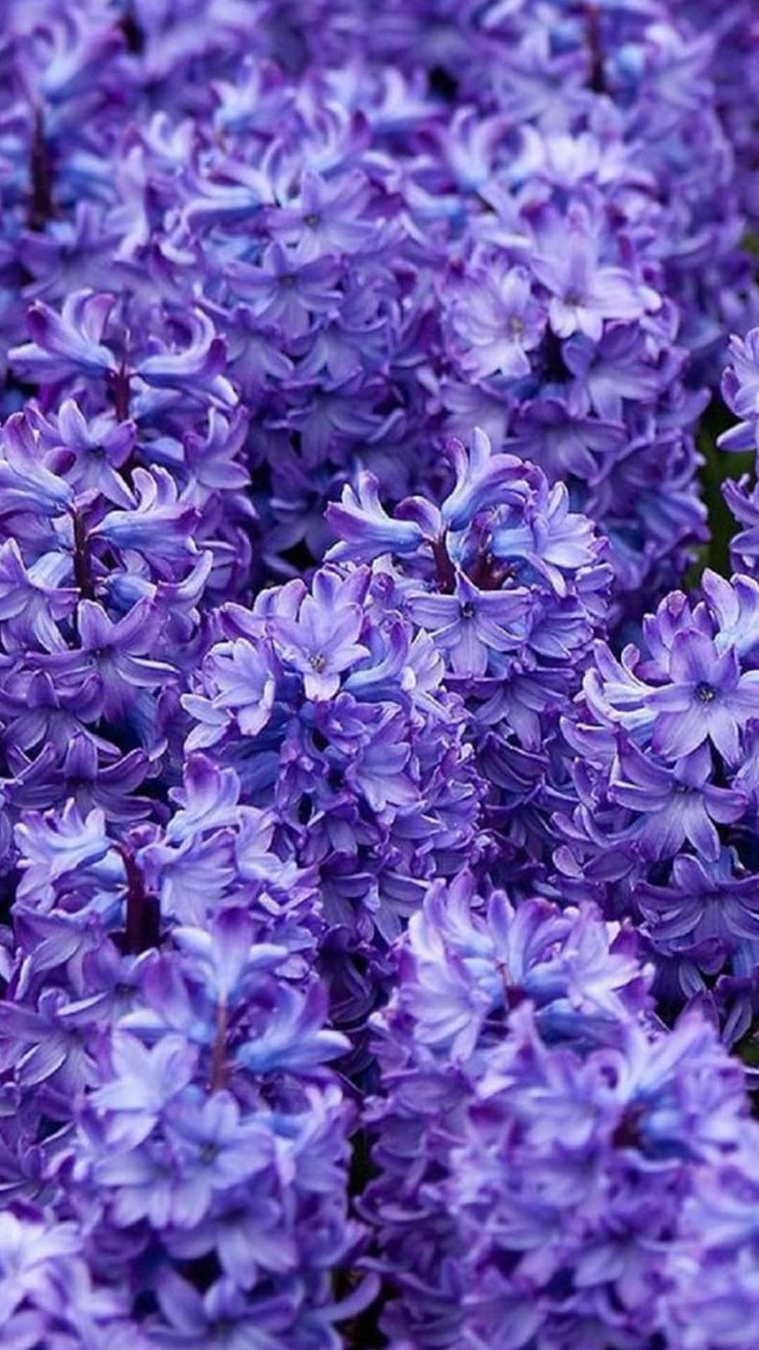 et nærbilde av lilla blomster i en hage Bakgrunner