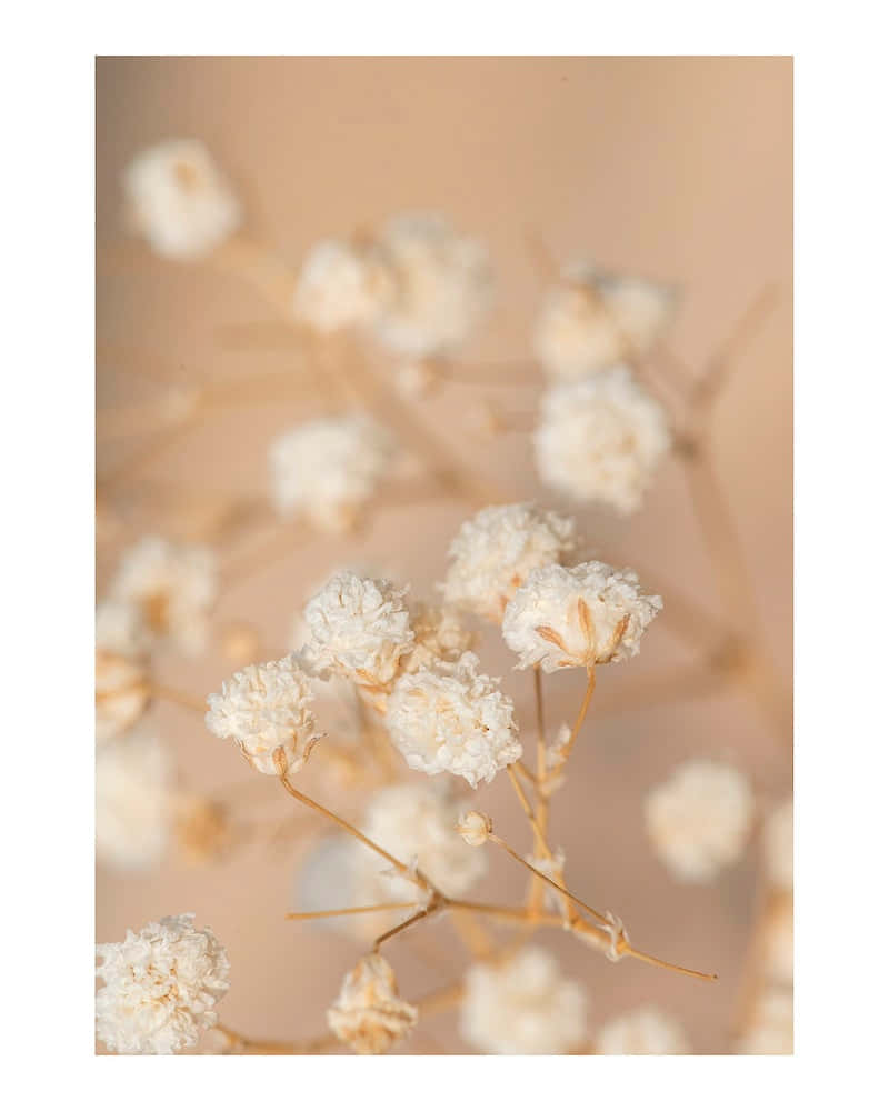 et nærbilde av noen hvite blomster på en beige bakgrunn Bakgrunner