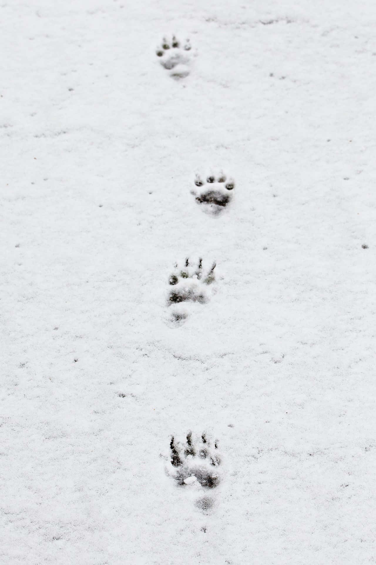 et par potespor i snøen Bakgrunner