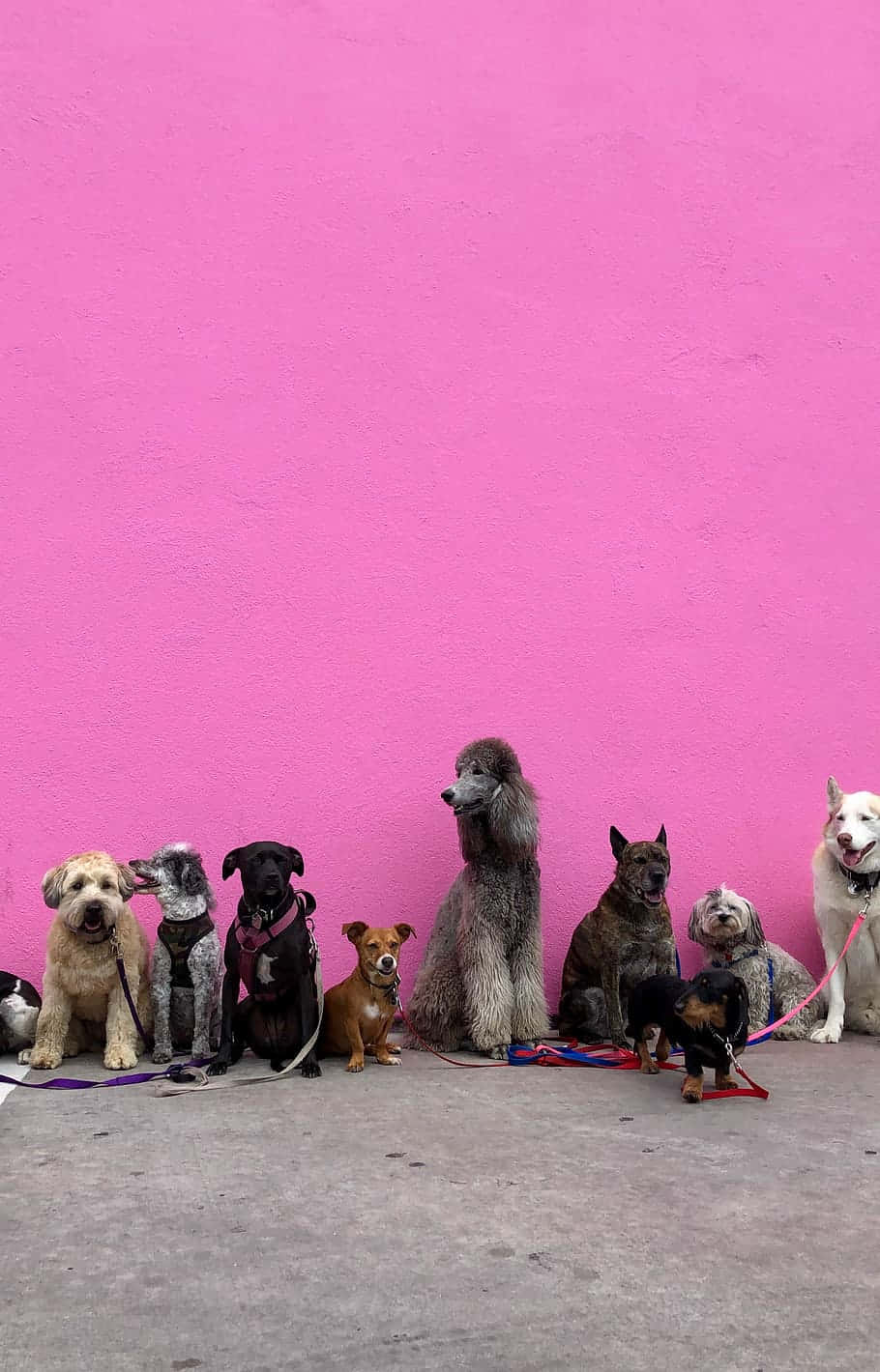 Et par rosa toy-valper som koser seg på en pute Bakgrunner