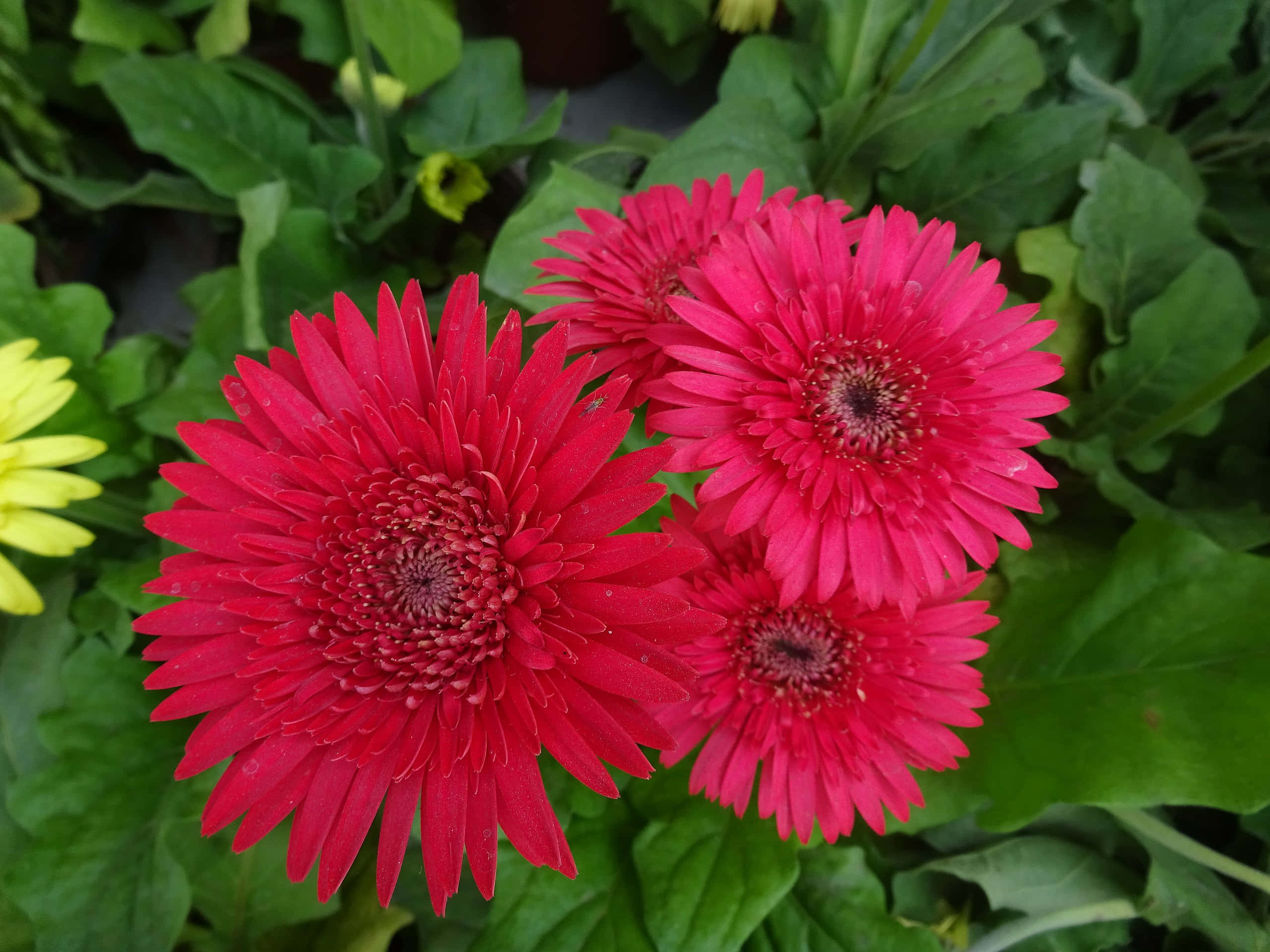 Et perfekt bilde av skjønnhet, denne utsøkte lavendelblomsten blomstrer i naturens paradis. Bakgrunner