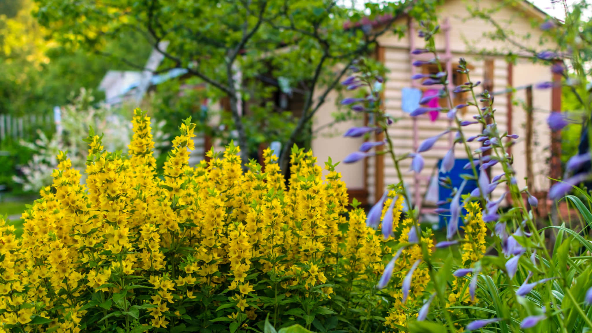 Et rolig landsted omgitt av frodig grønt og ville blomster Bakgrunner
