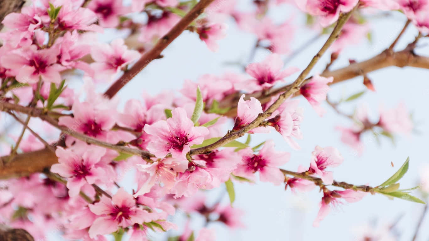 et rosa blomstrende tre med greiner og blader Bakgrunner