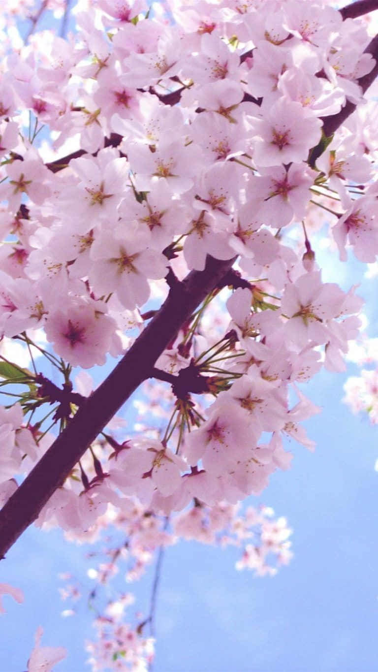 et rosa kirsebærblomsttre med blå himmel Bakgrunner