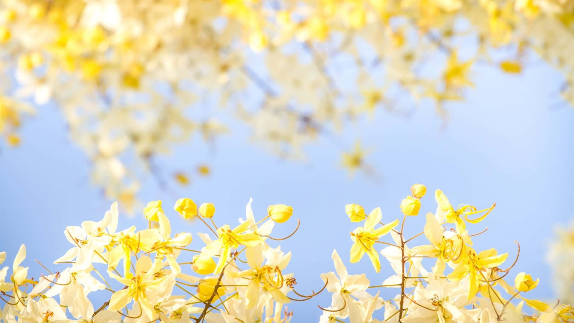 et tre med gule blomster Bakgrunner