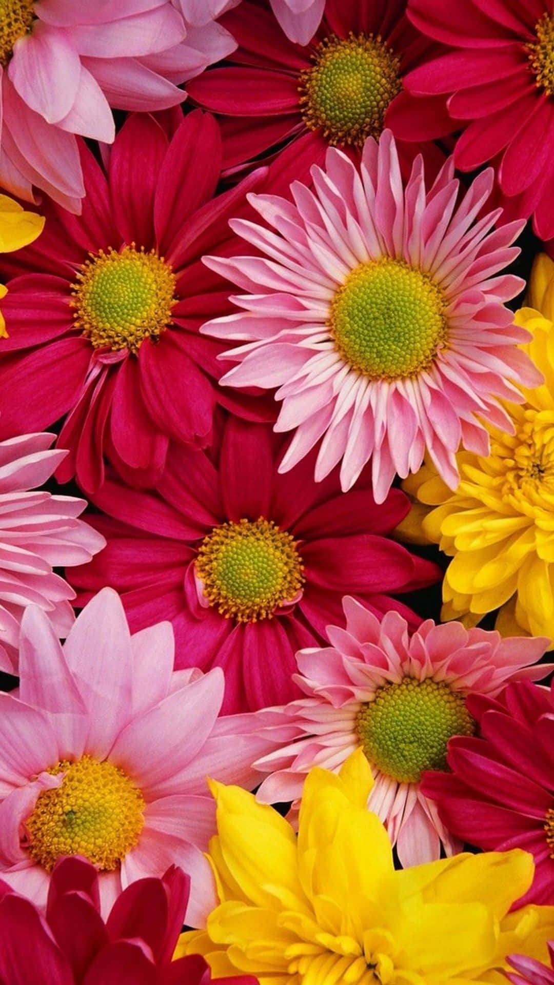Et vakkert felt med blomstrende blomster gir et naturlig preg til enheten din Bakgrunner