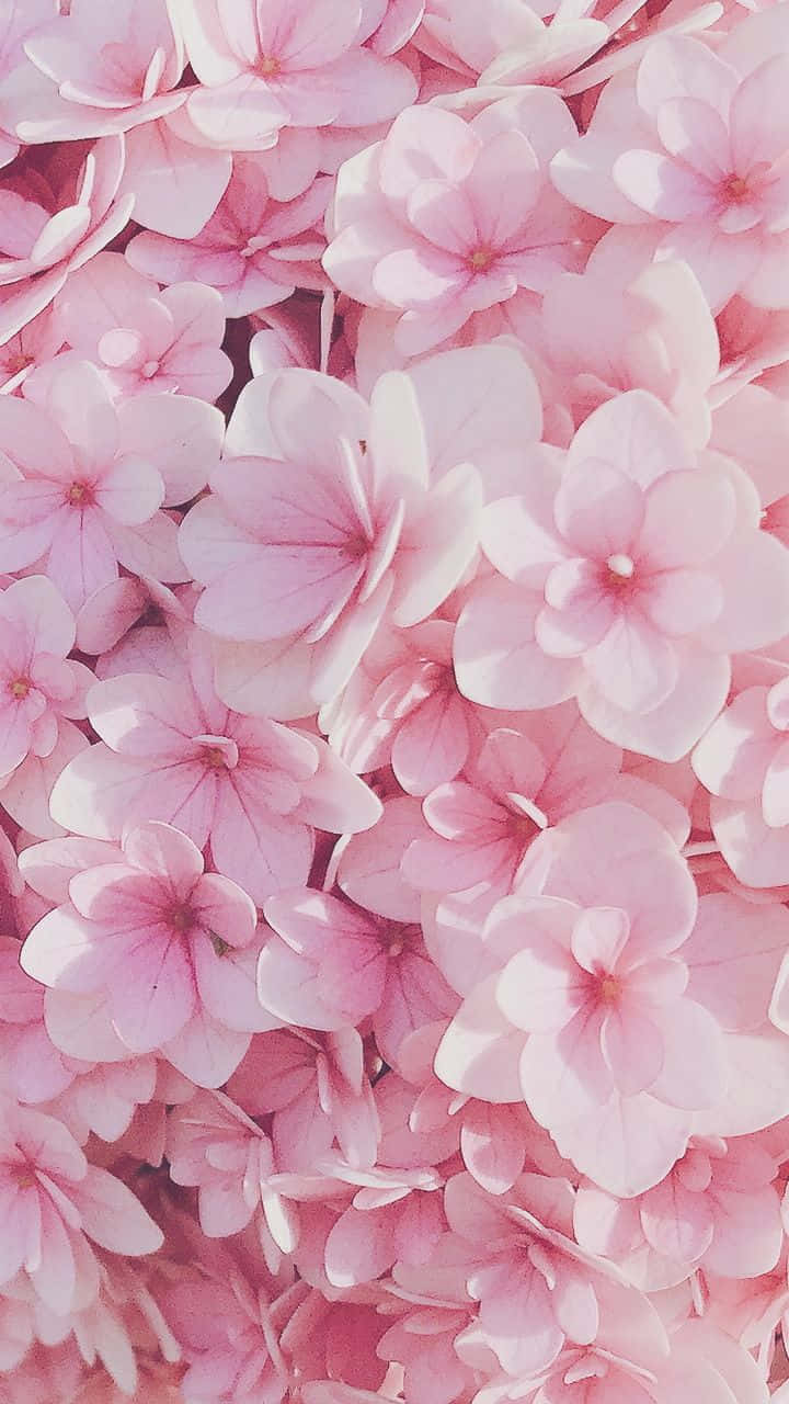 Et vakkert mønster av rosa blomster mot en hvit bakgrunn. Bakgrunner