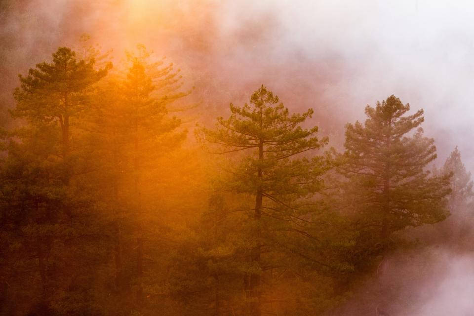 Eterisk skjønnhet i tåkete skog Bakgrunner