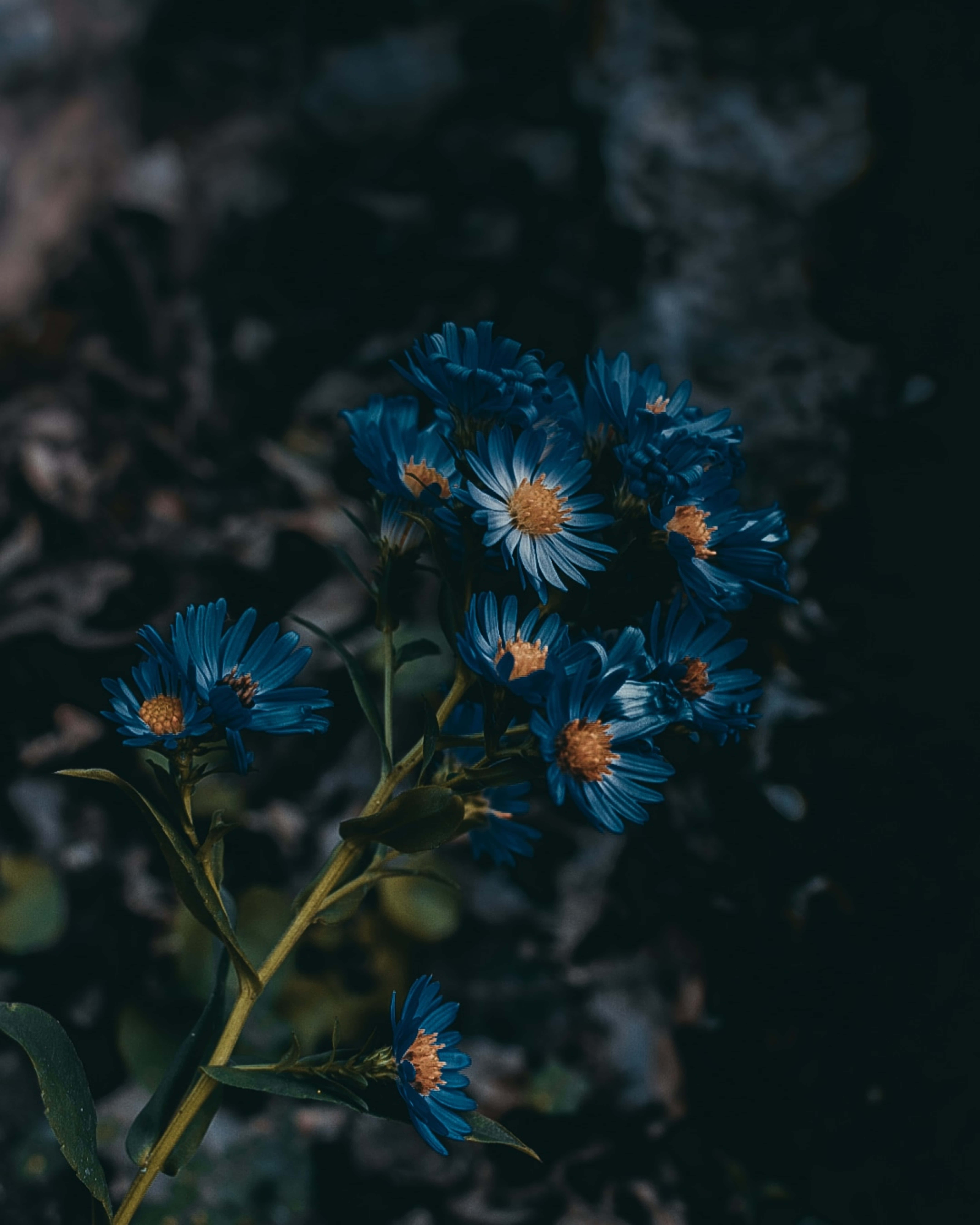 Europeisk blå asters blomsterbilde Bakgrunner