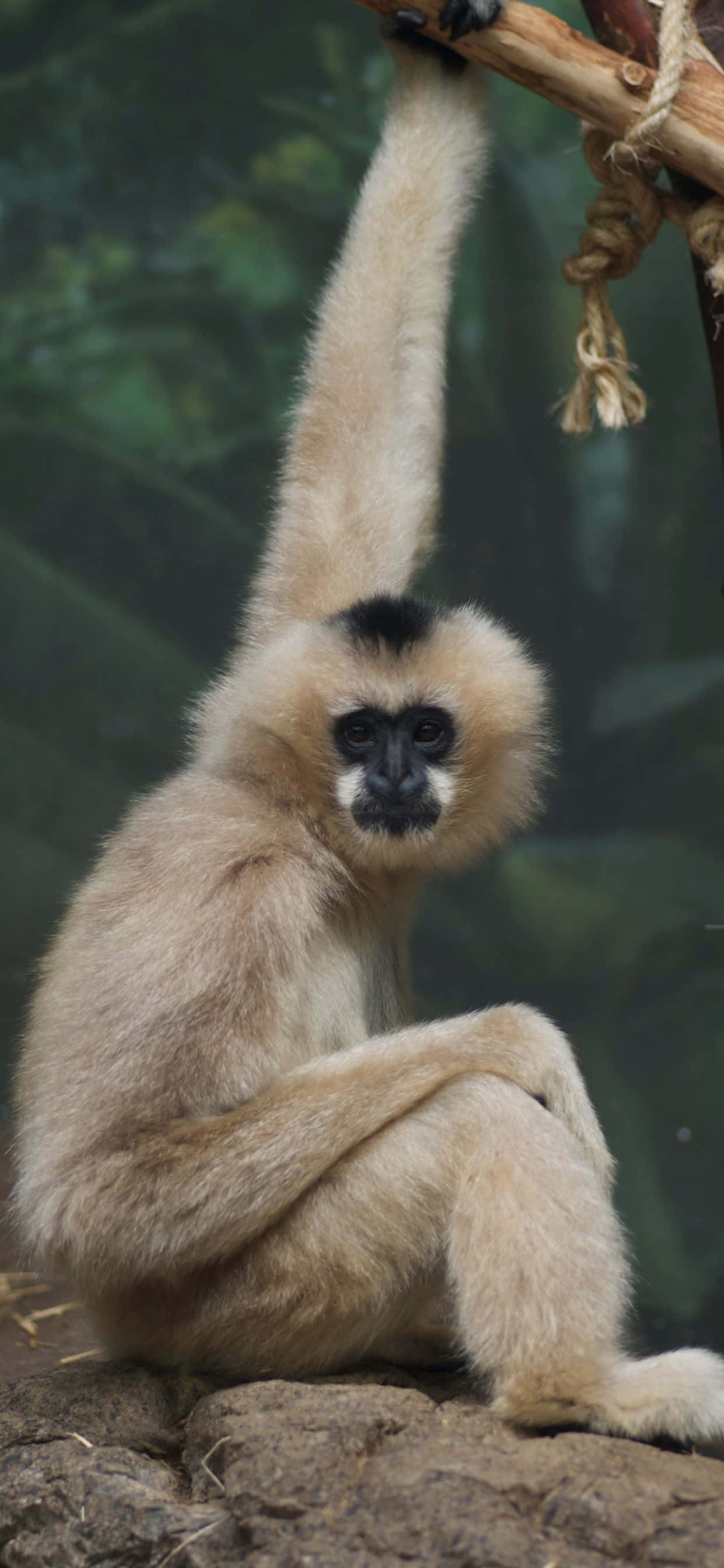 Få den nyeste teknologien med en iPhone Xs Max Gibbon Bakgrunner