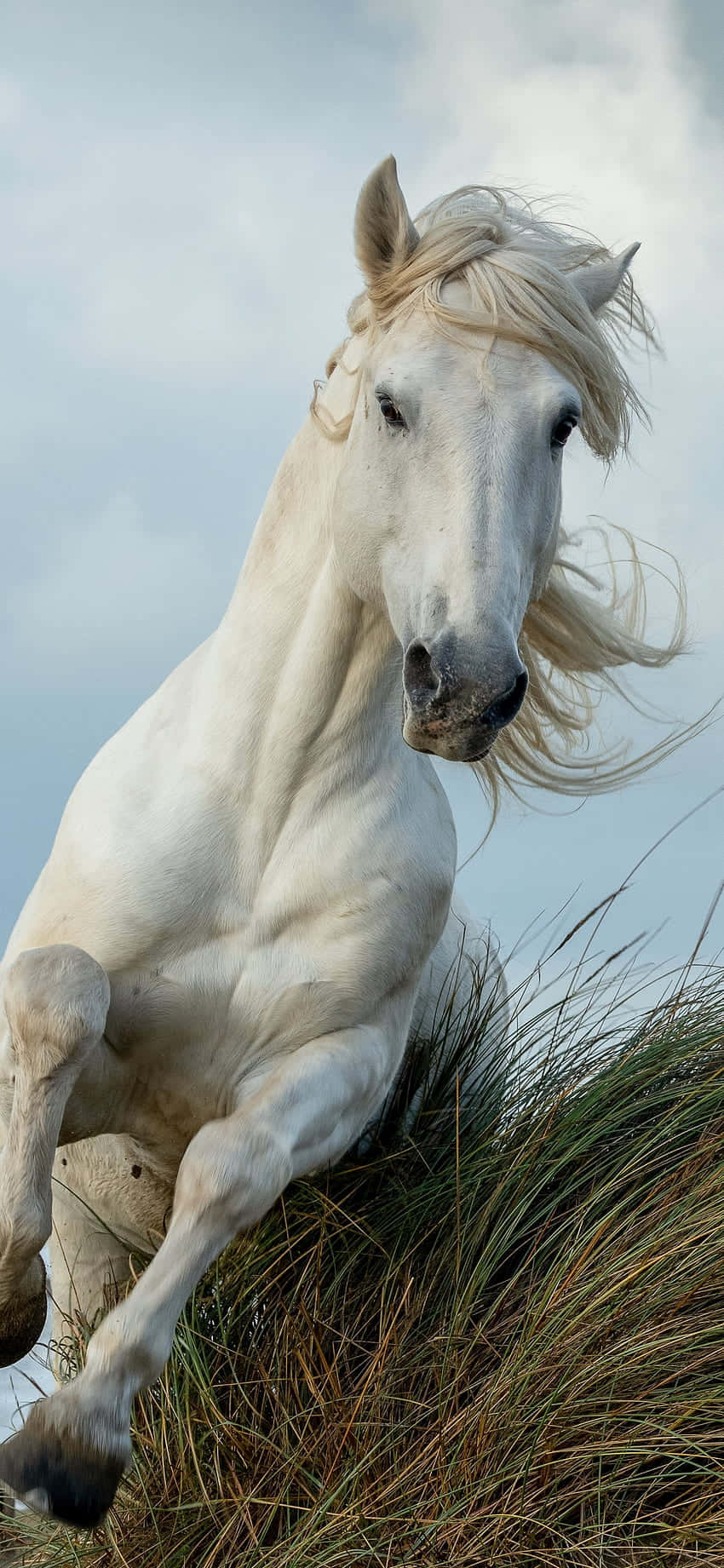 Få hestekrefter og skjønnhet med Beautiful Horse iPhone Bakgrunner