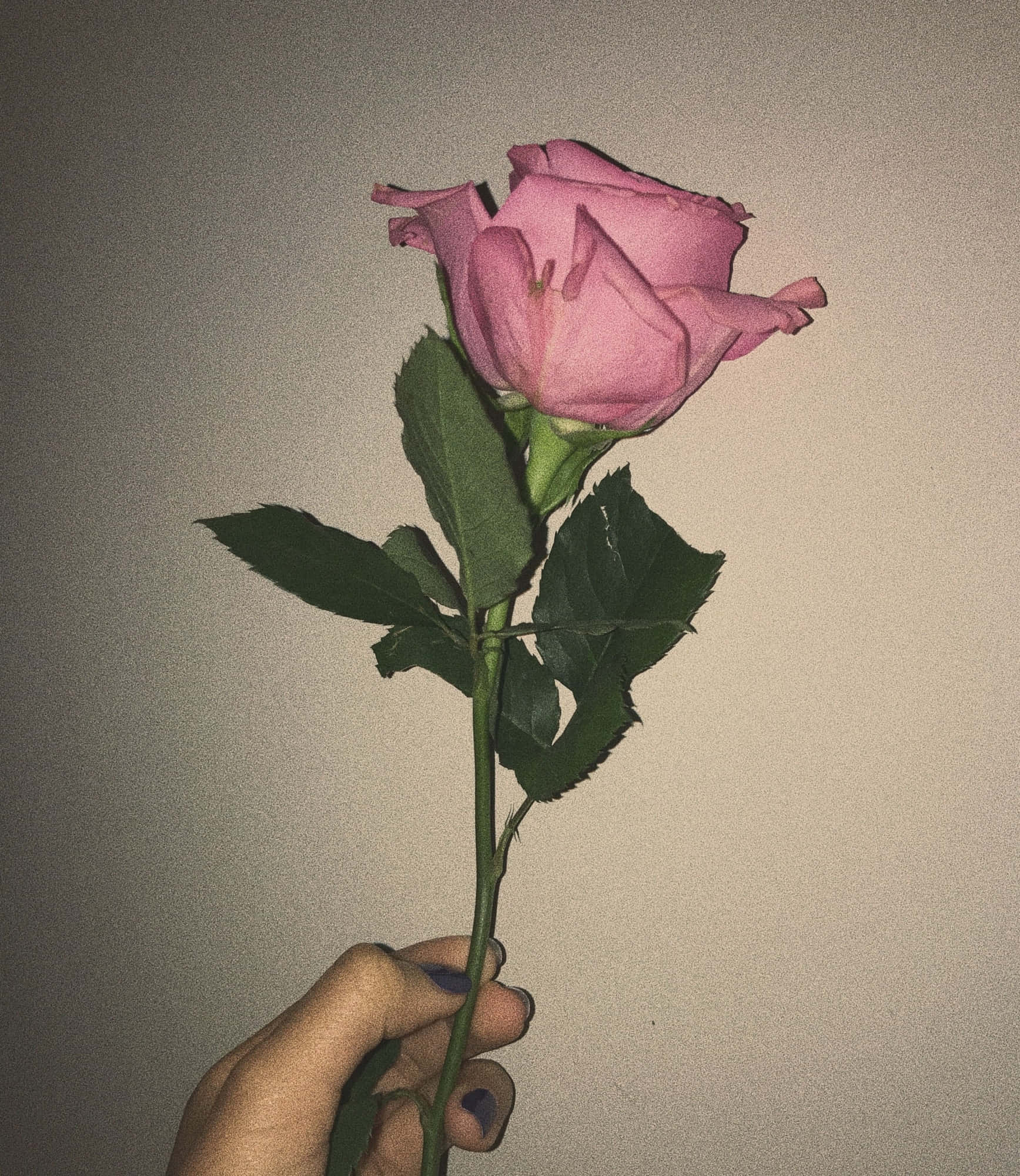 Fang skjønnheten og elegansen i estetisk rosa Bakgrunner