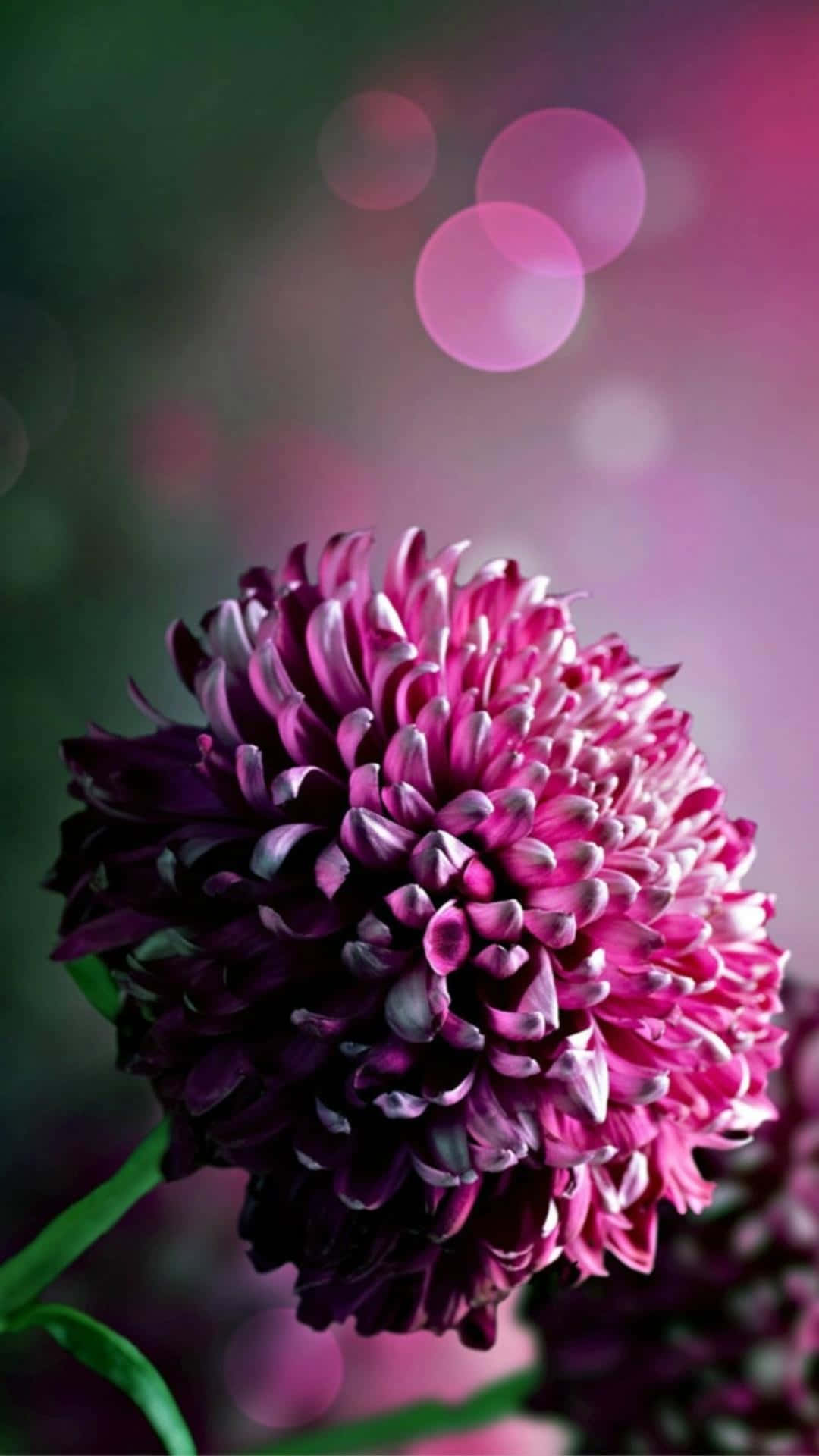 Fang vårens skjønnhet med denne fantastiske blomsterbakgrunnen til iPhone. Bakgrunner