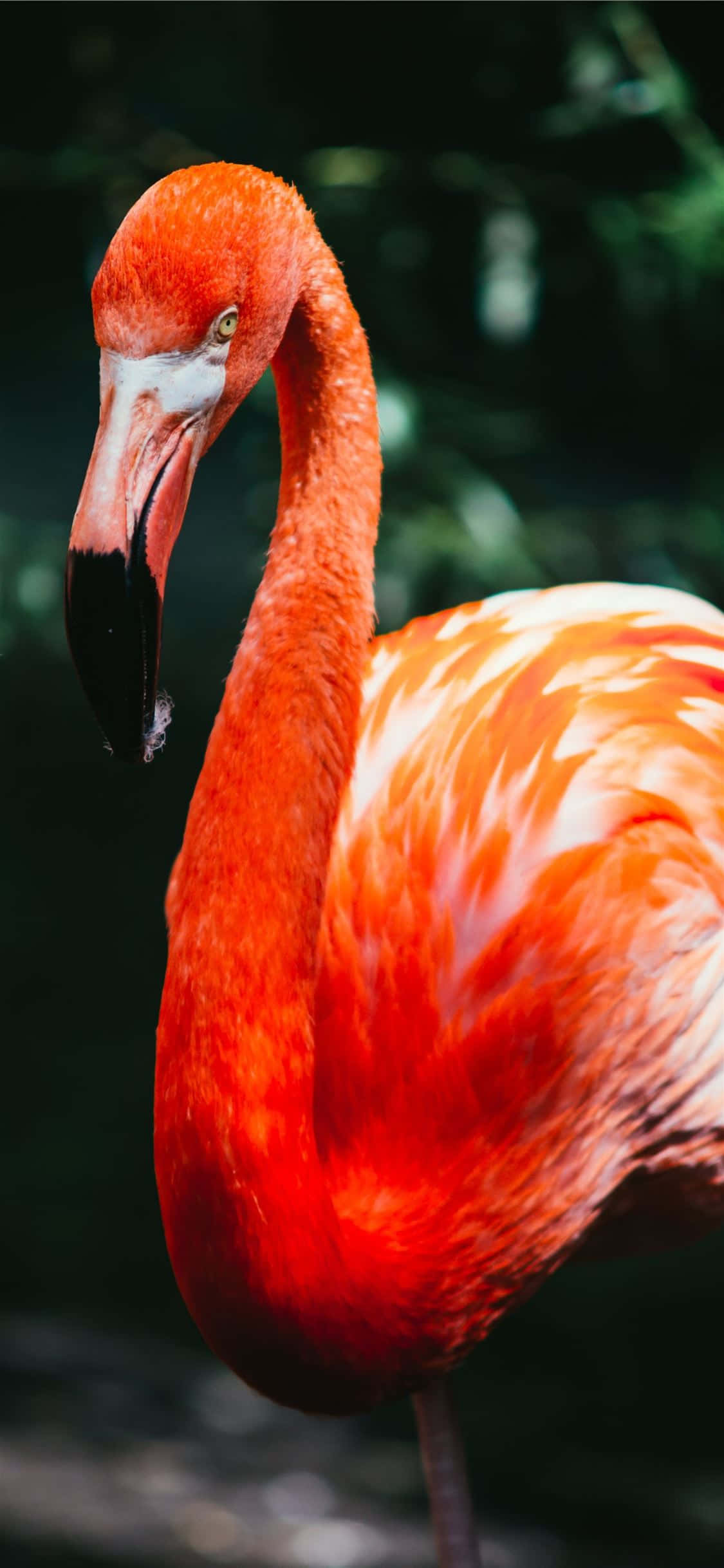 Fantastisk flamingo pryder en iPhone Bakgrunner