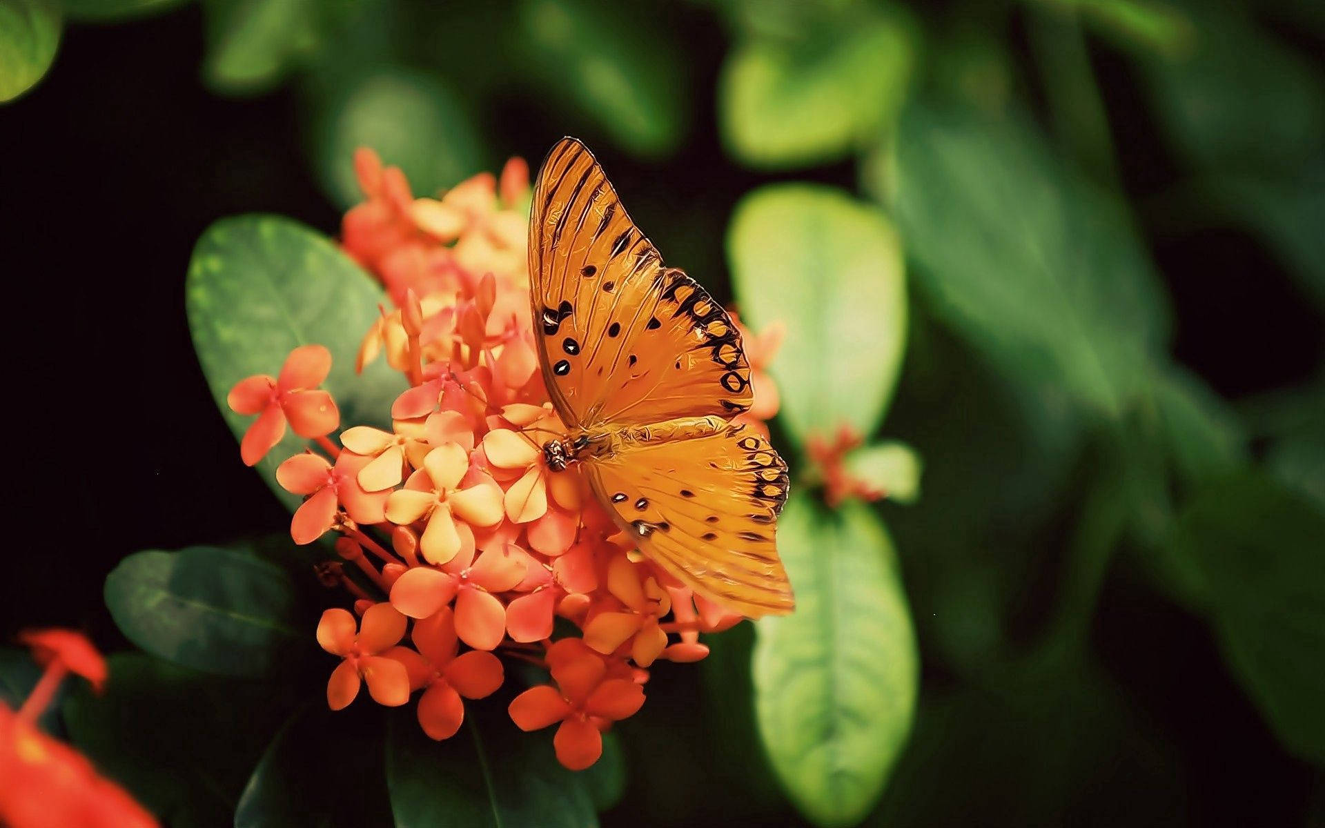 Oransje Gulf Fritillary-sommerfugl som sitter på oransje Jungle Geranium-blomster bakgrunnsbilde.