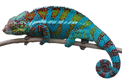 Fargerik kameleon på gren Bakgrunner
