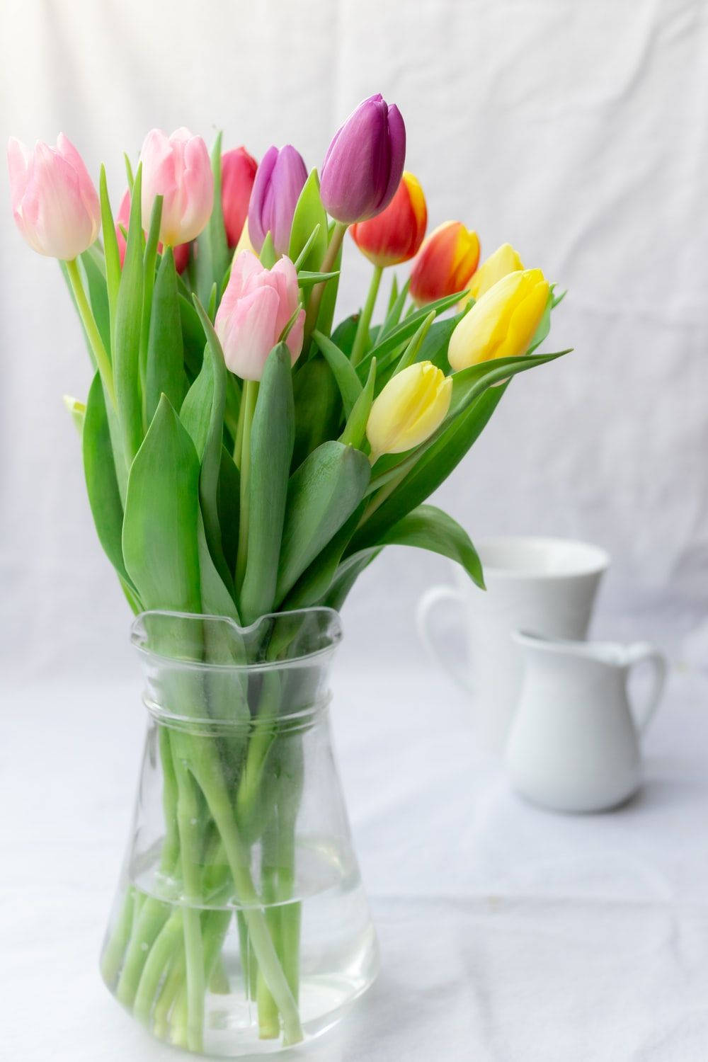 Fargerike tulipaner i en blomstervase Bakgrunner