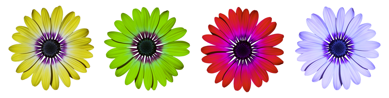 Fargerike tusenfrydblomster på svart bakgrunn Bakgrunner