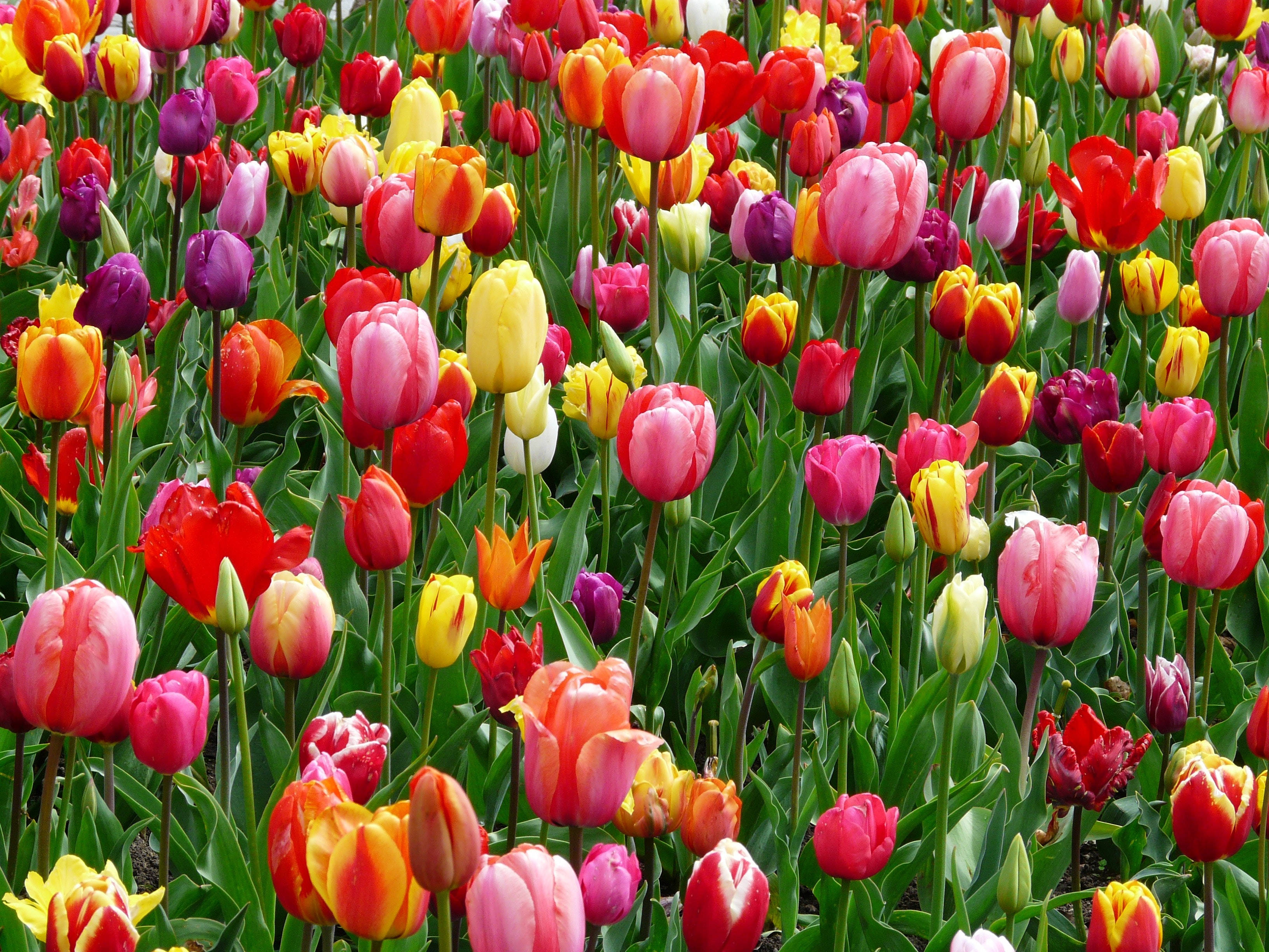 Fargerikt tulipanfelt Bakgrunner