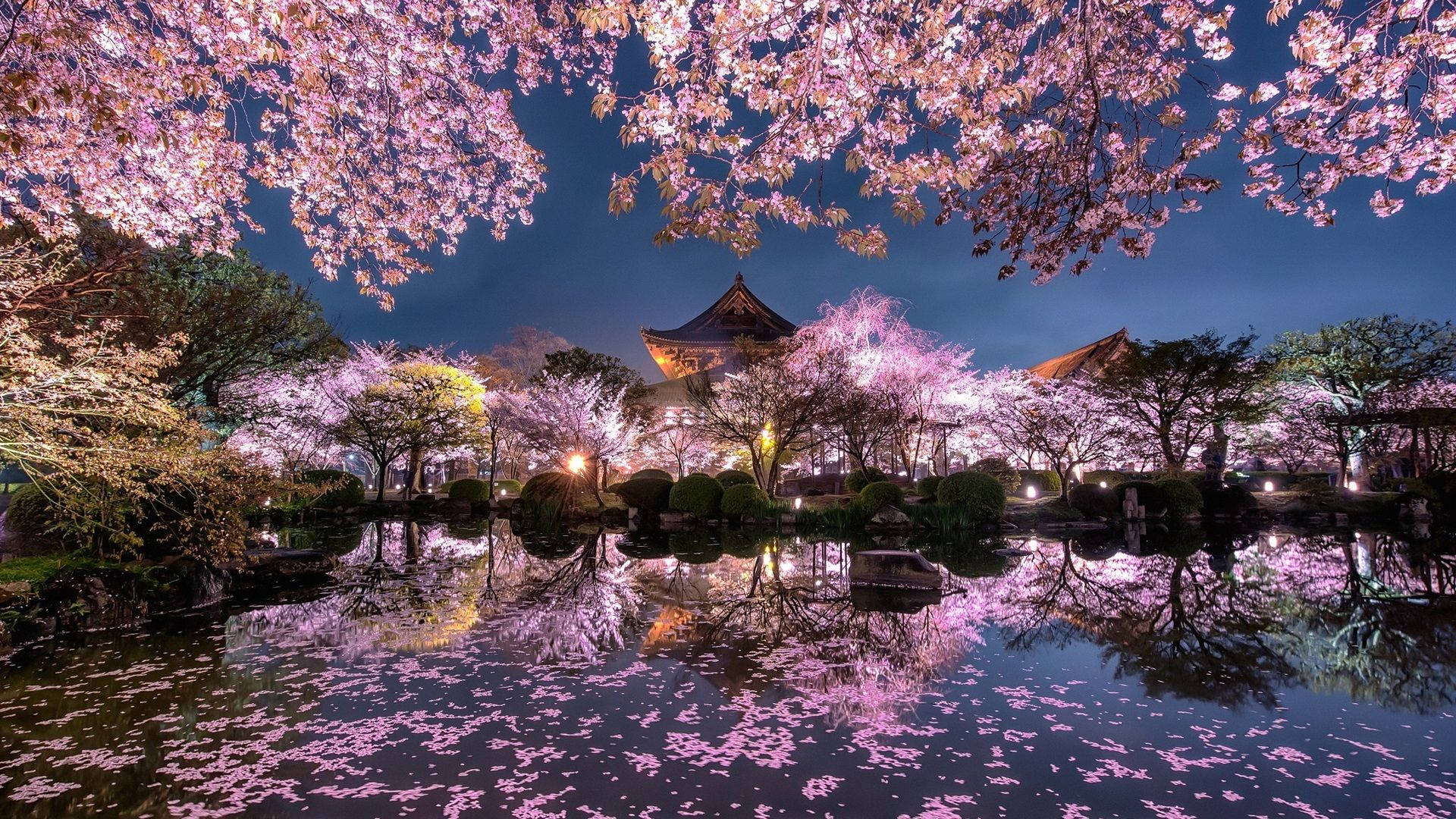 Feir skjønnheten i Japans kirsebærblomstring Bakgrunner