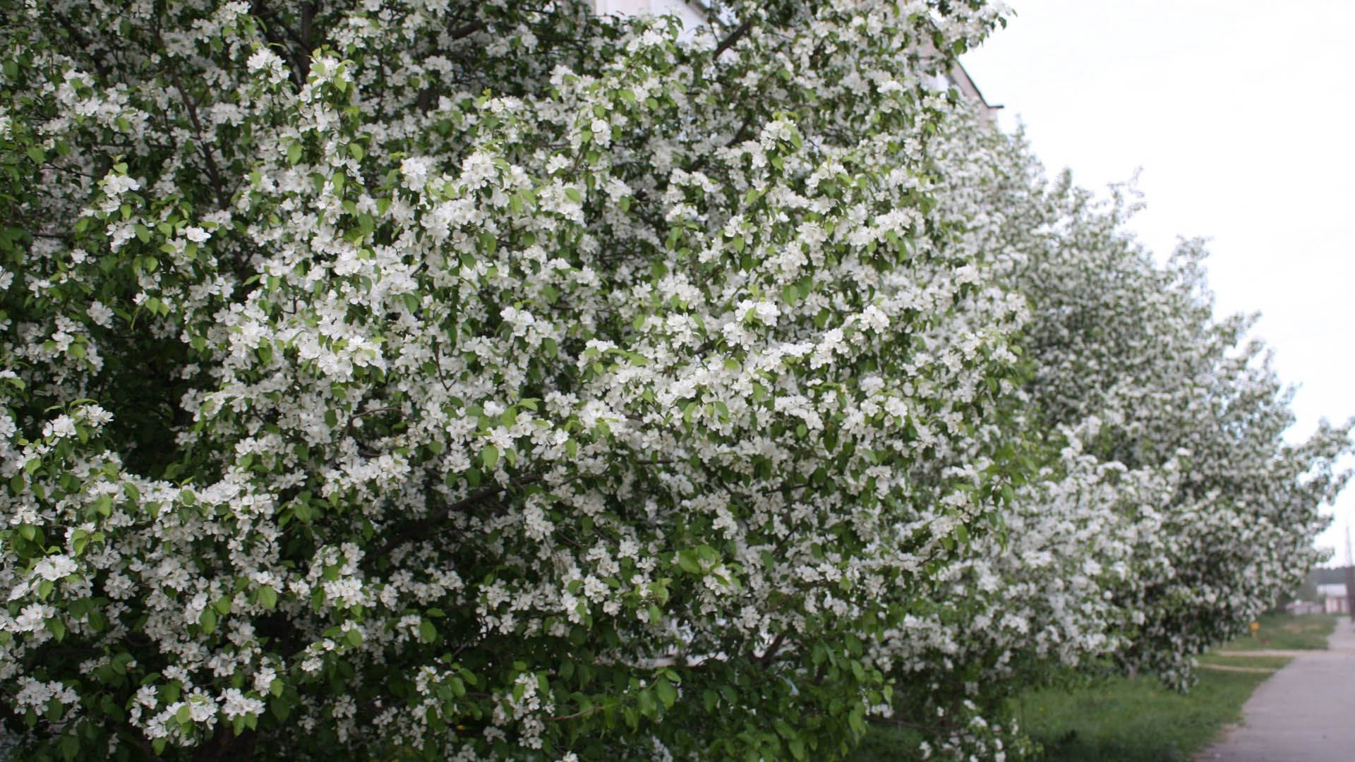 Feir vårens ankomst med blomstrende trær Bakgrunner