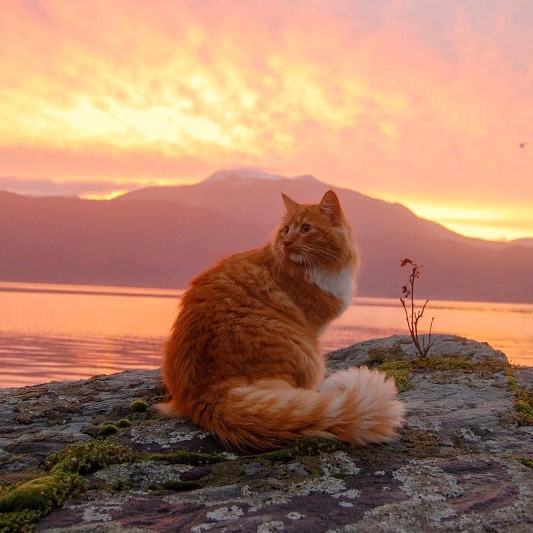 Feirer kattens sjarm, denne estetiske katten er klar for sommeren Bakgrunner