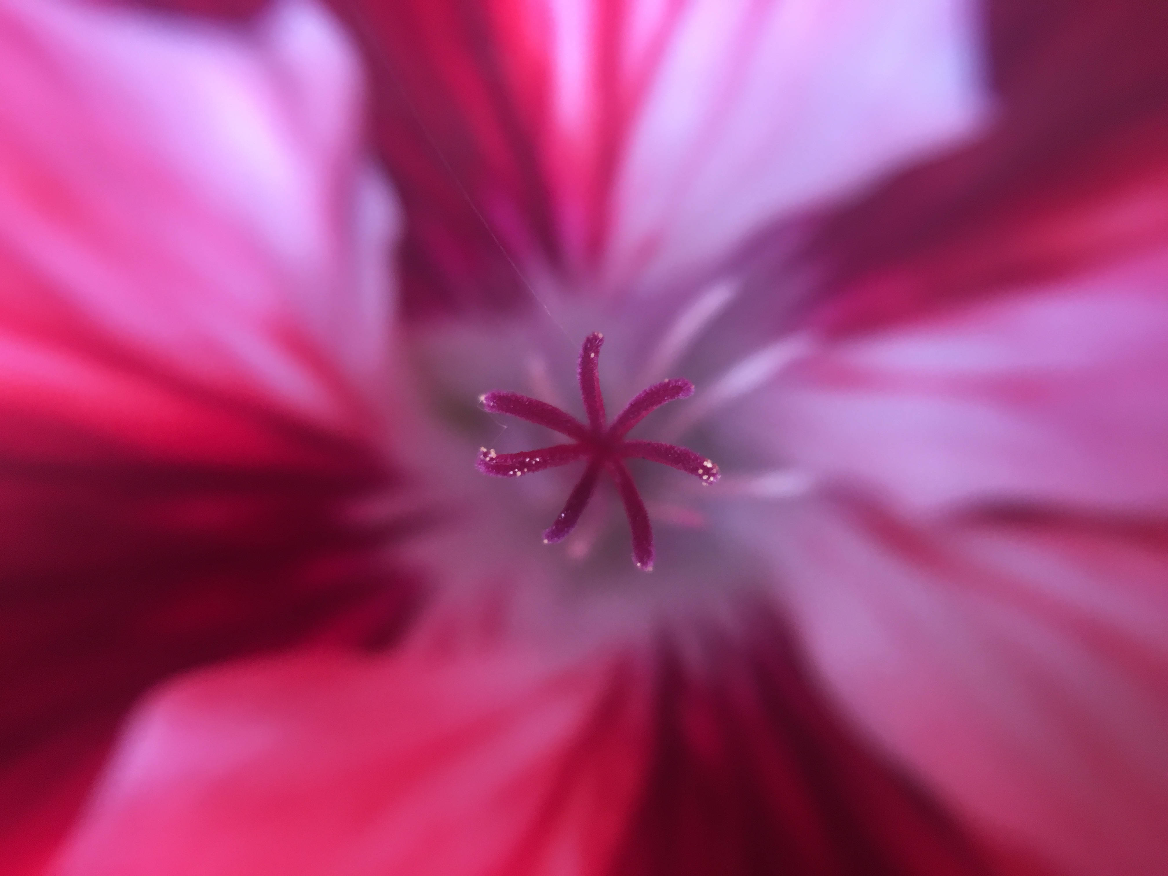 Fengslende blomsterdisplay på en iPhone Bakgrunner