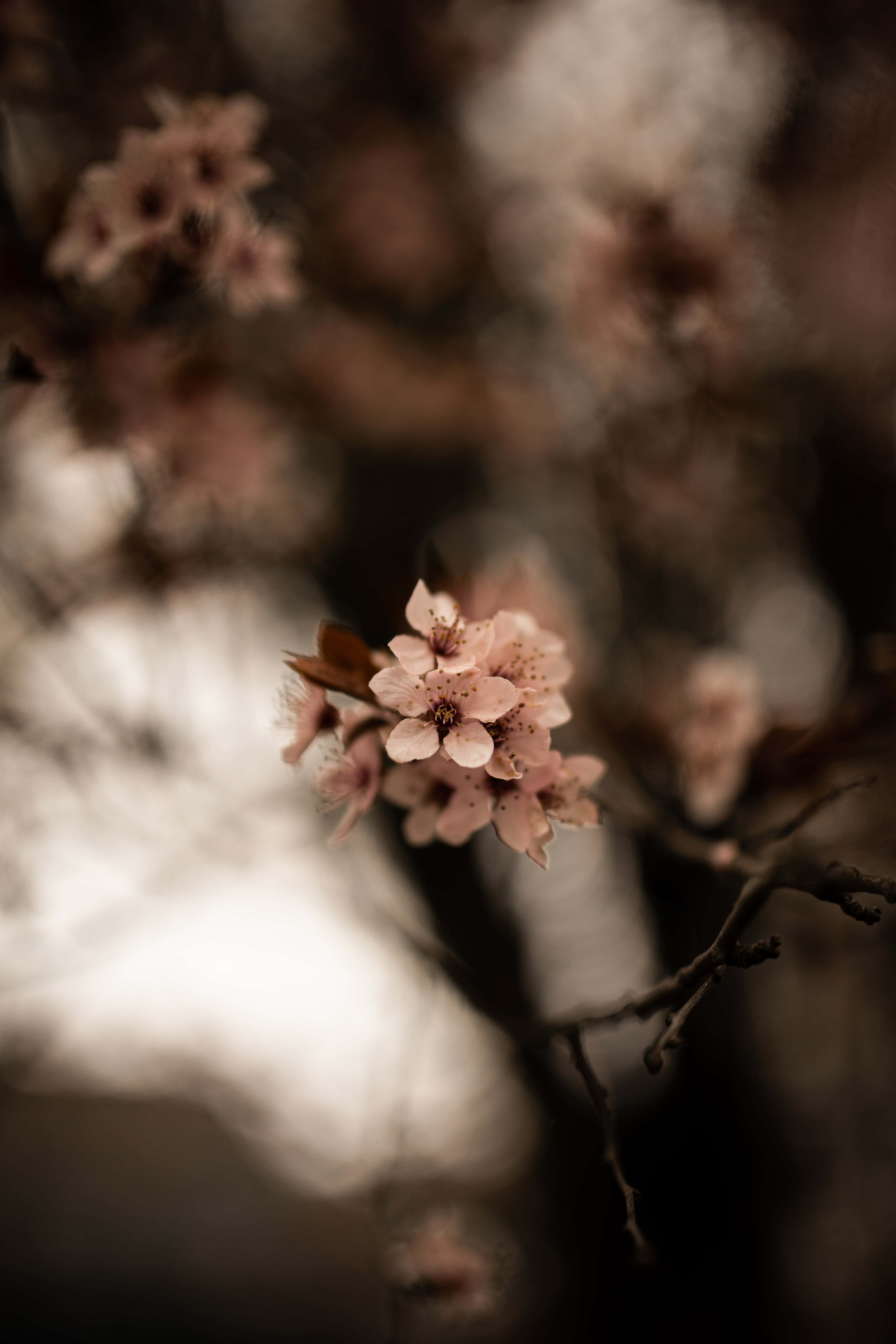 Fengslende blomsterbakgrunn til telefonen Bakgrunner