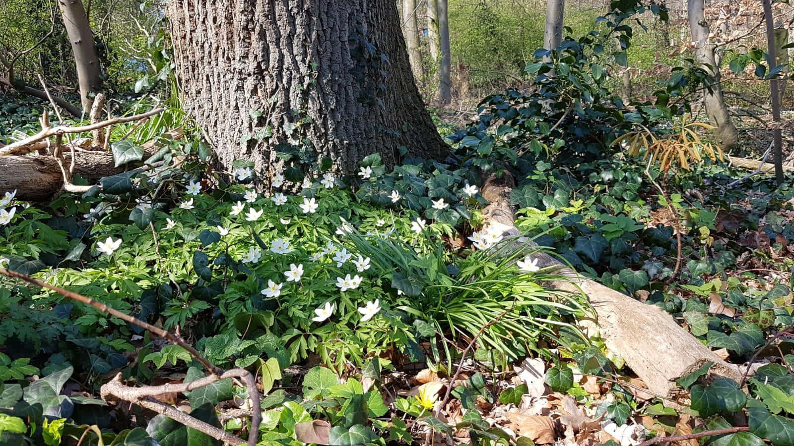 Fengslende Cottagecore-estetikk med livlige blomster og frodig grønt rundt en koselig hytte Bakgrunner