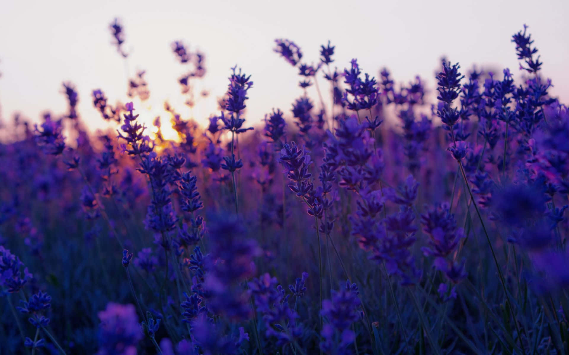 Fengslende estetisk blomsterbakgrunn Bakgrunner