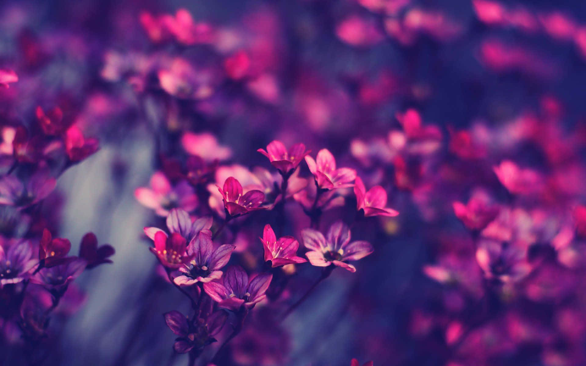 Fengslende estetisk blomsterbakgrunn Bakgrunner