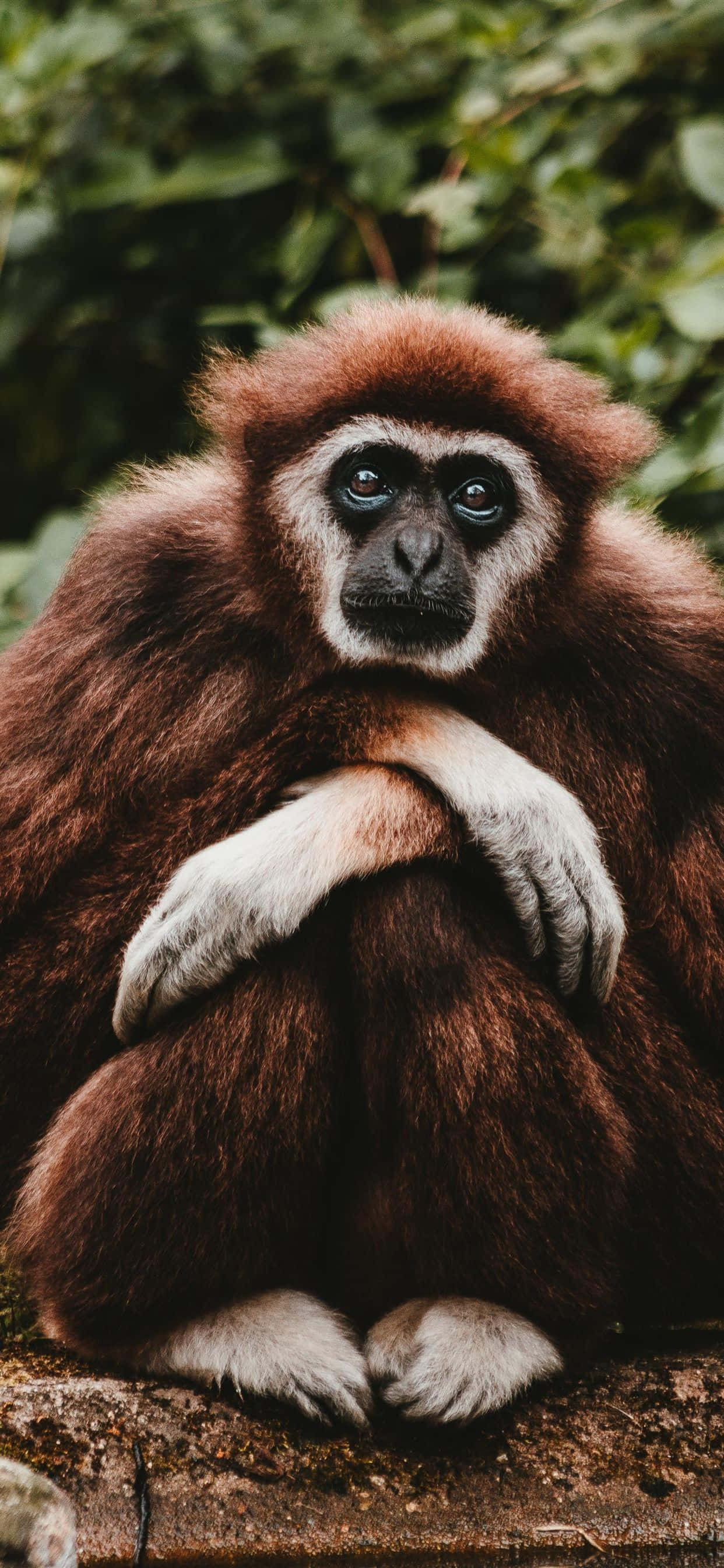 Fengslende gibbon på en iPhone XS-bakgrunn Bakgrunner