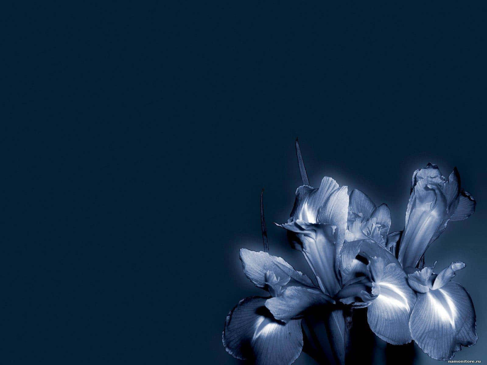 Fengslende mørk blomsterbakgrunn Bakgrunner