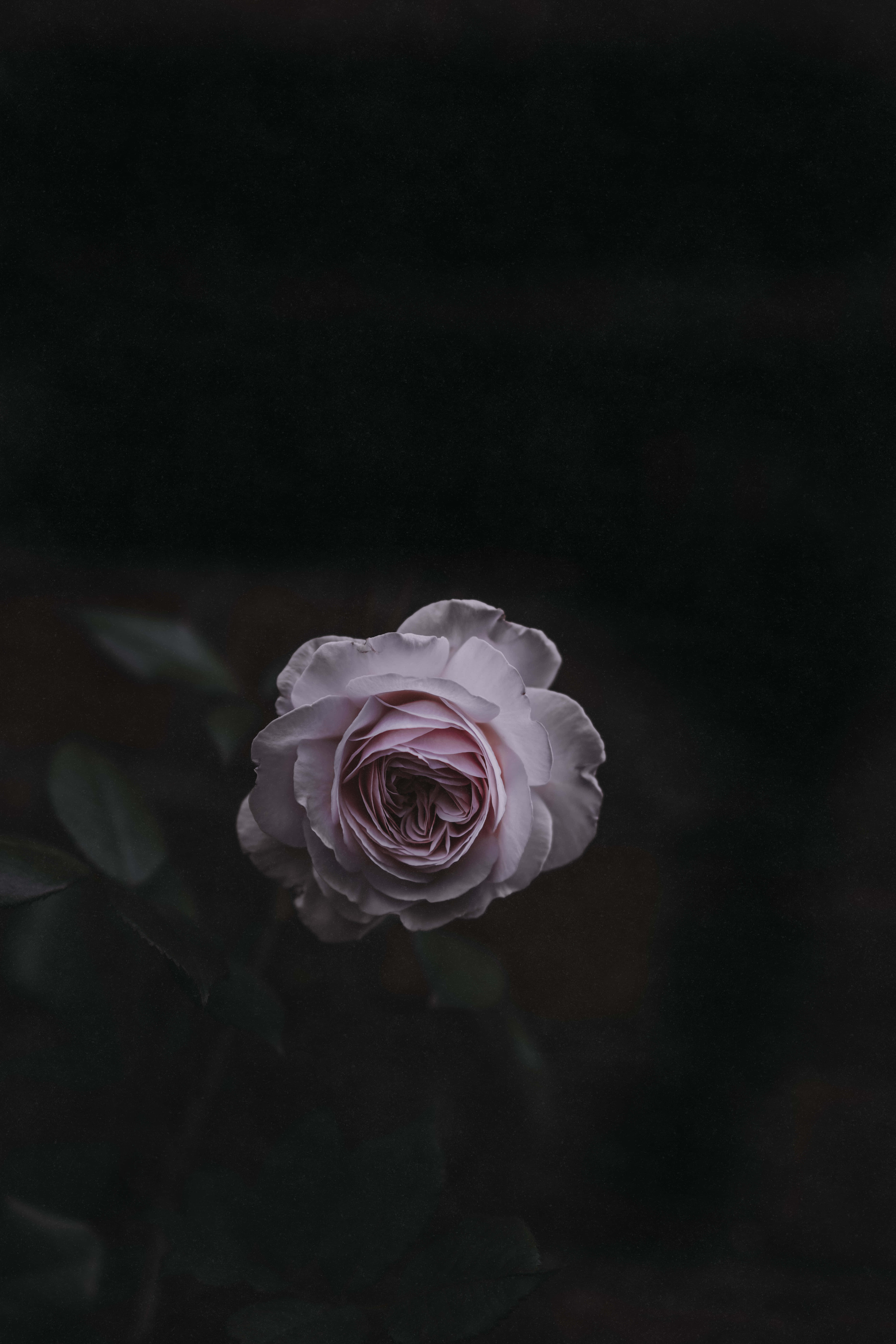 Fengslende mørk blomsterbakgrunn Bakgrunner