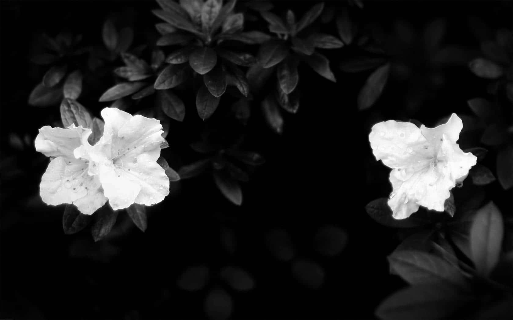 Fengslende mørk blomsterbakgrunn Bakgrunner